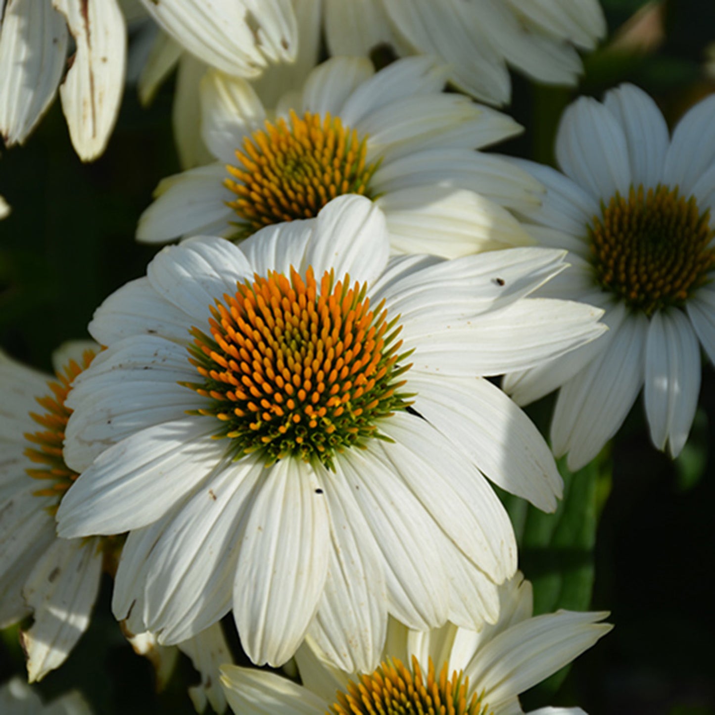 Pow wow White Coneflower