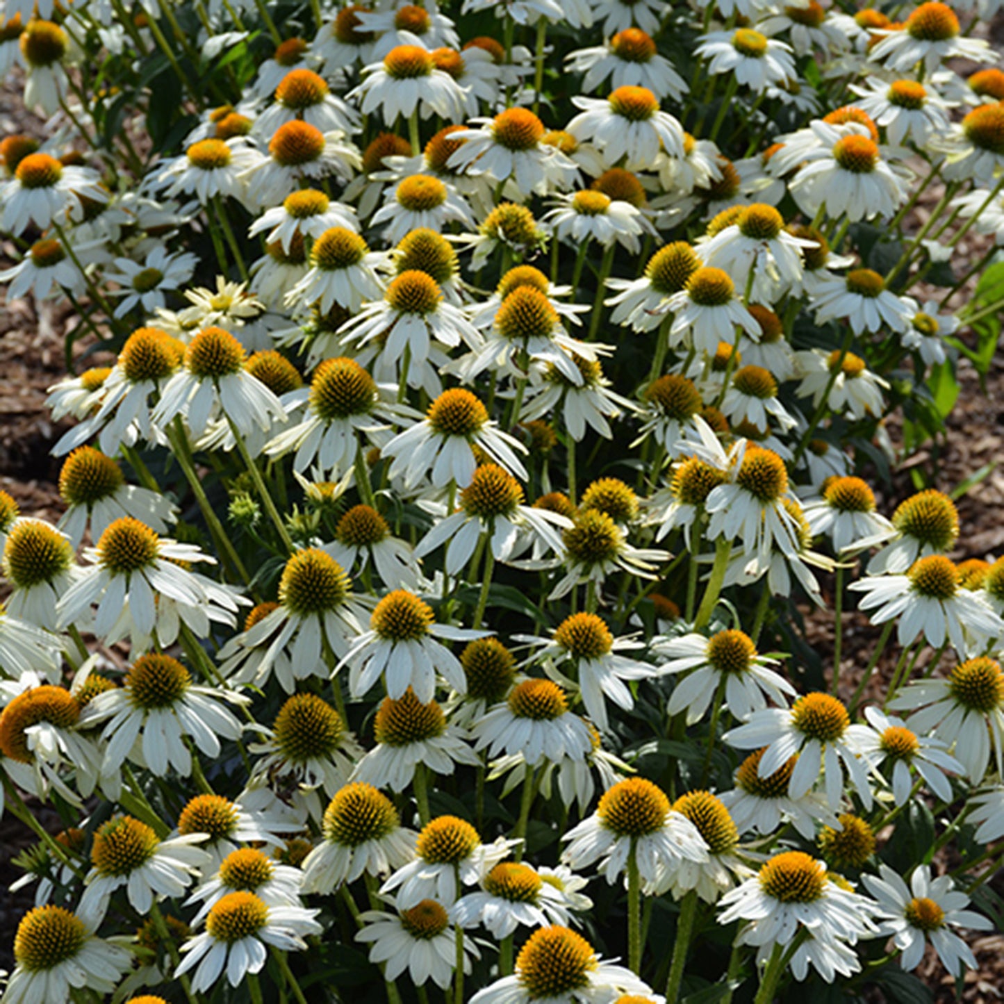 Pow wow White Coneflower