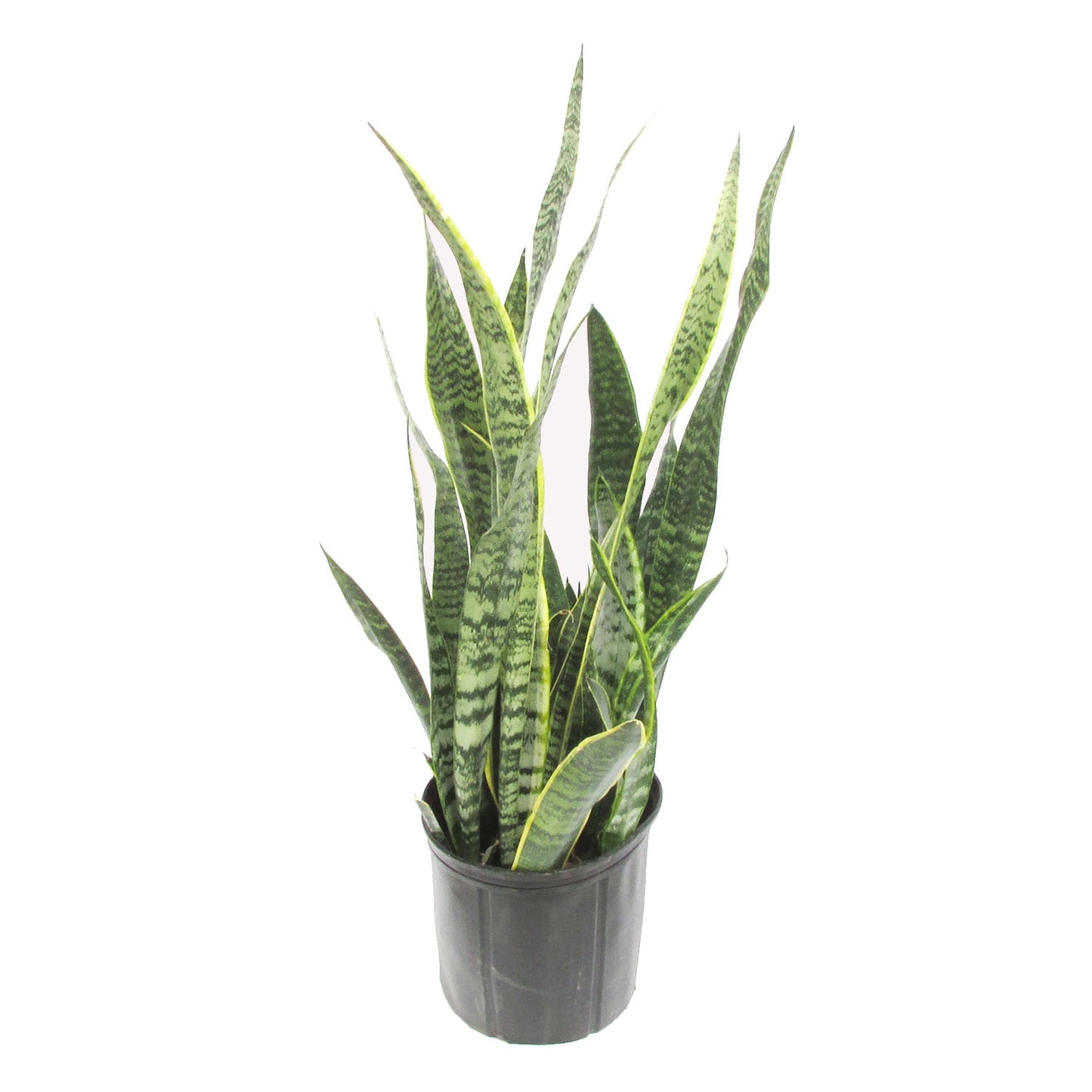 Laurentii Sansevieria