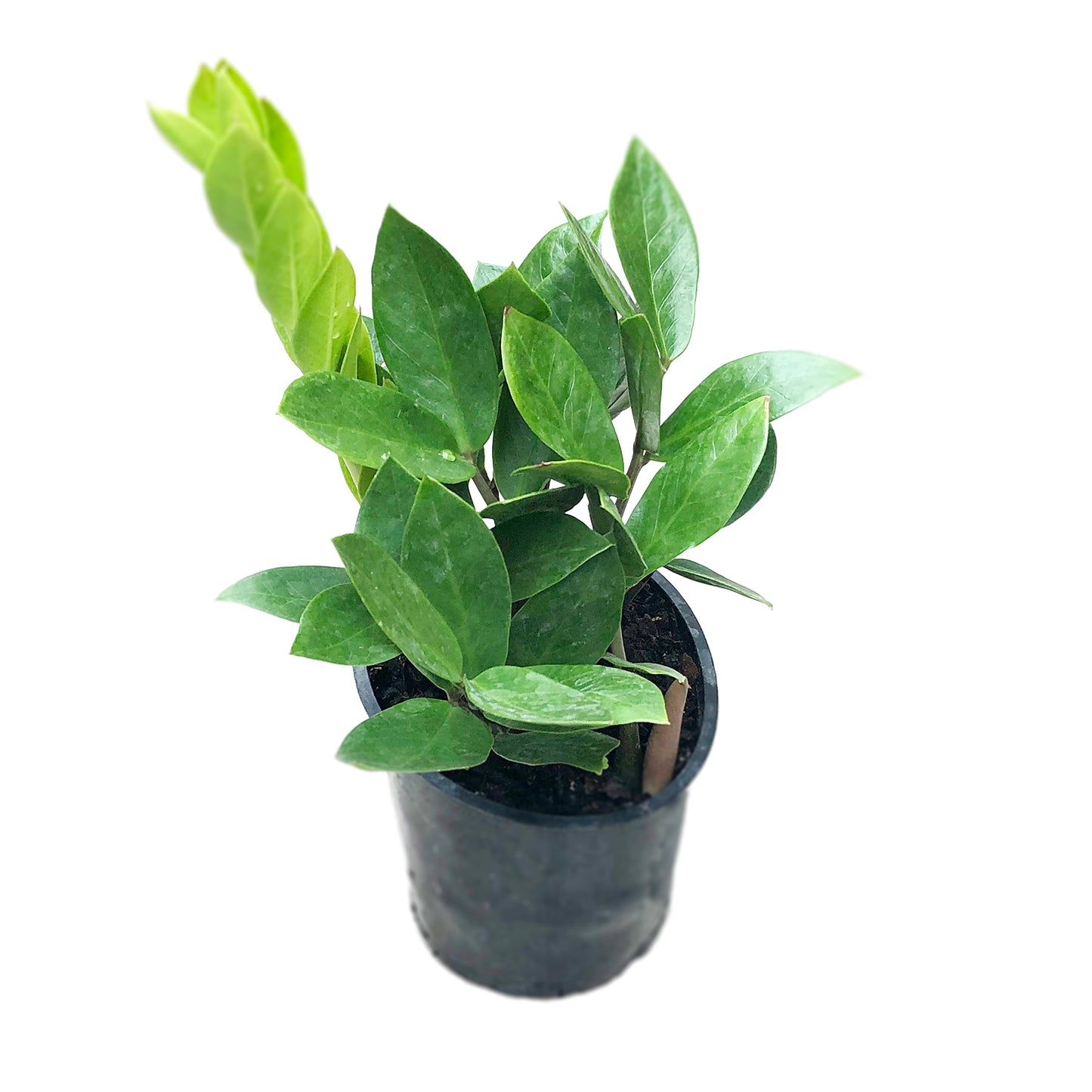 ZZ Zamioculcas Zamiifolia