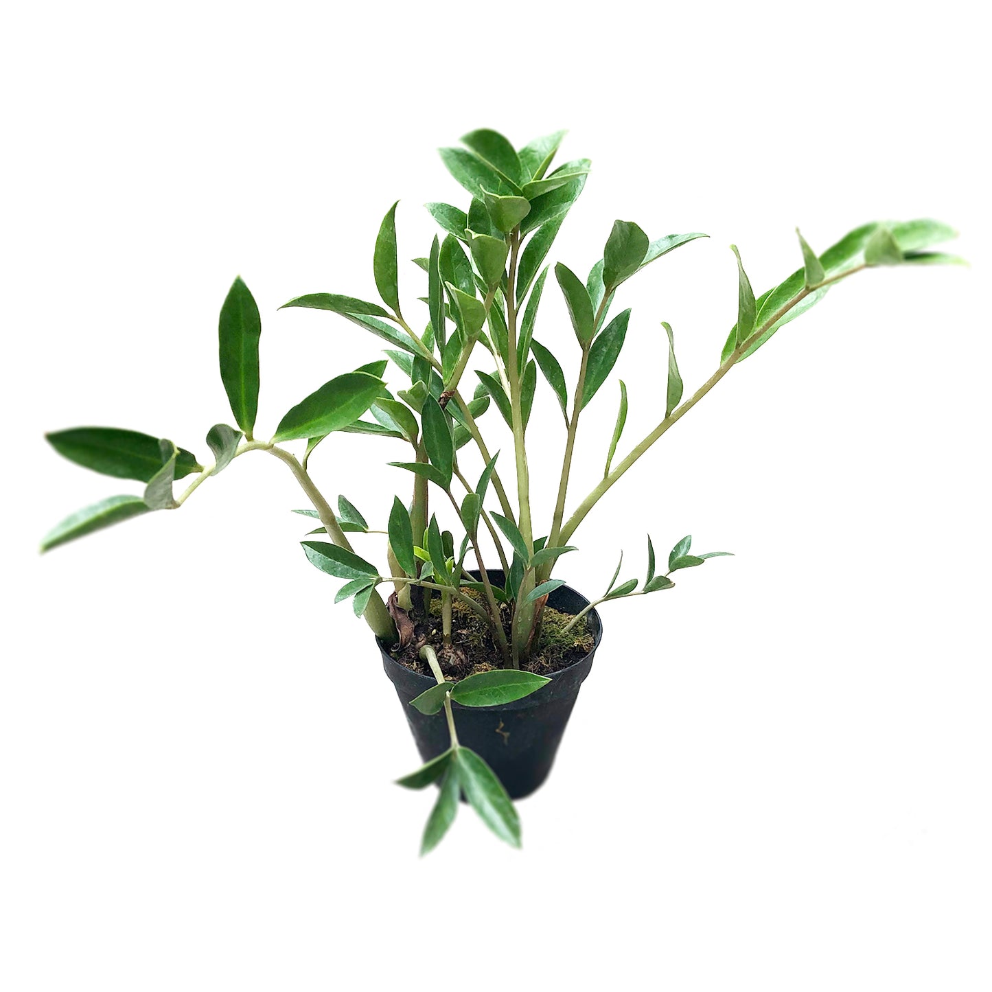ZZ Zamioculcas Zamiifolia