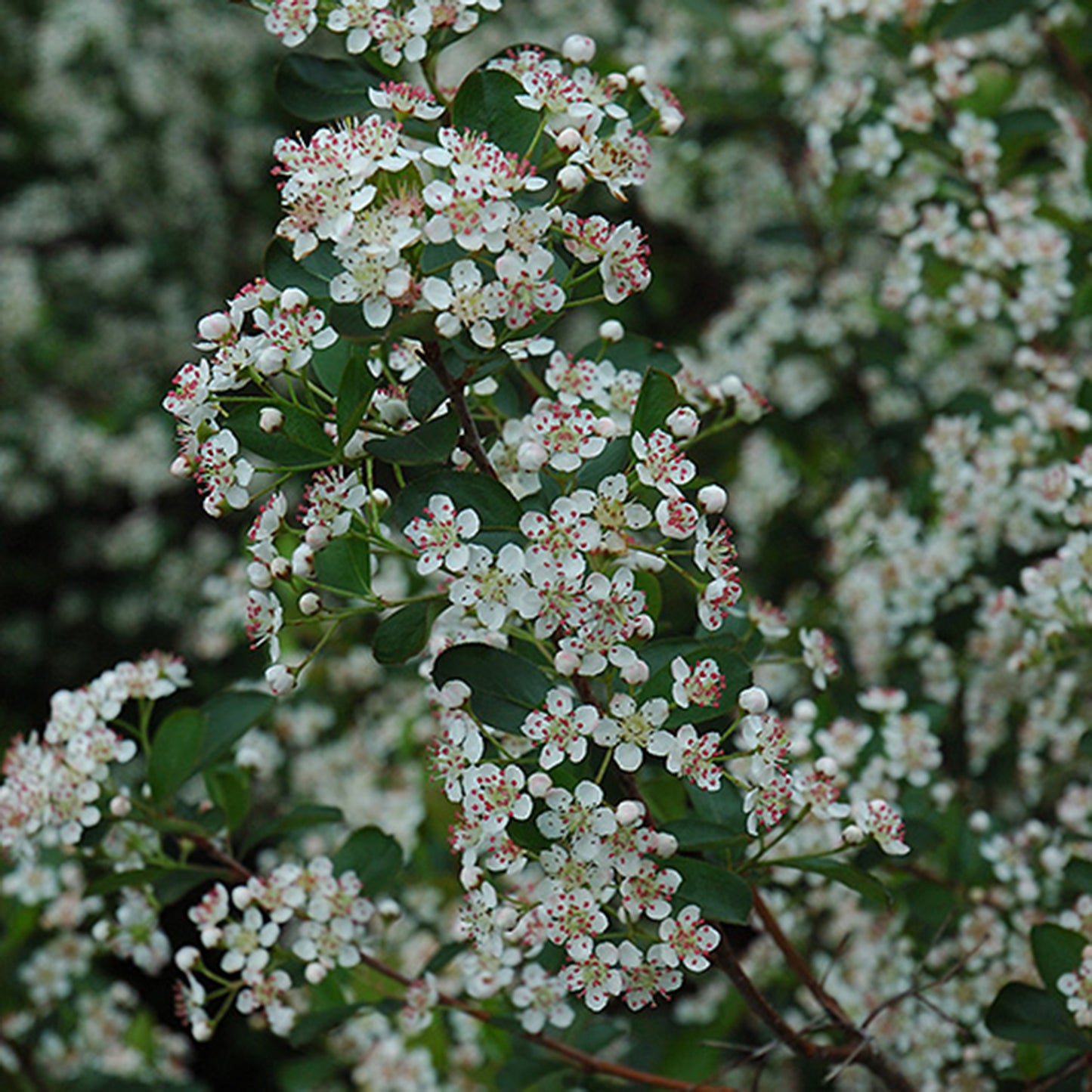 Black Chokeberry