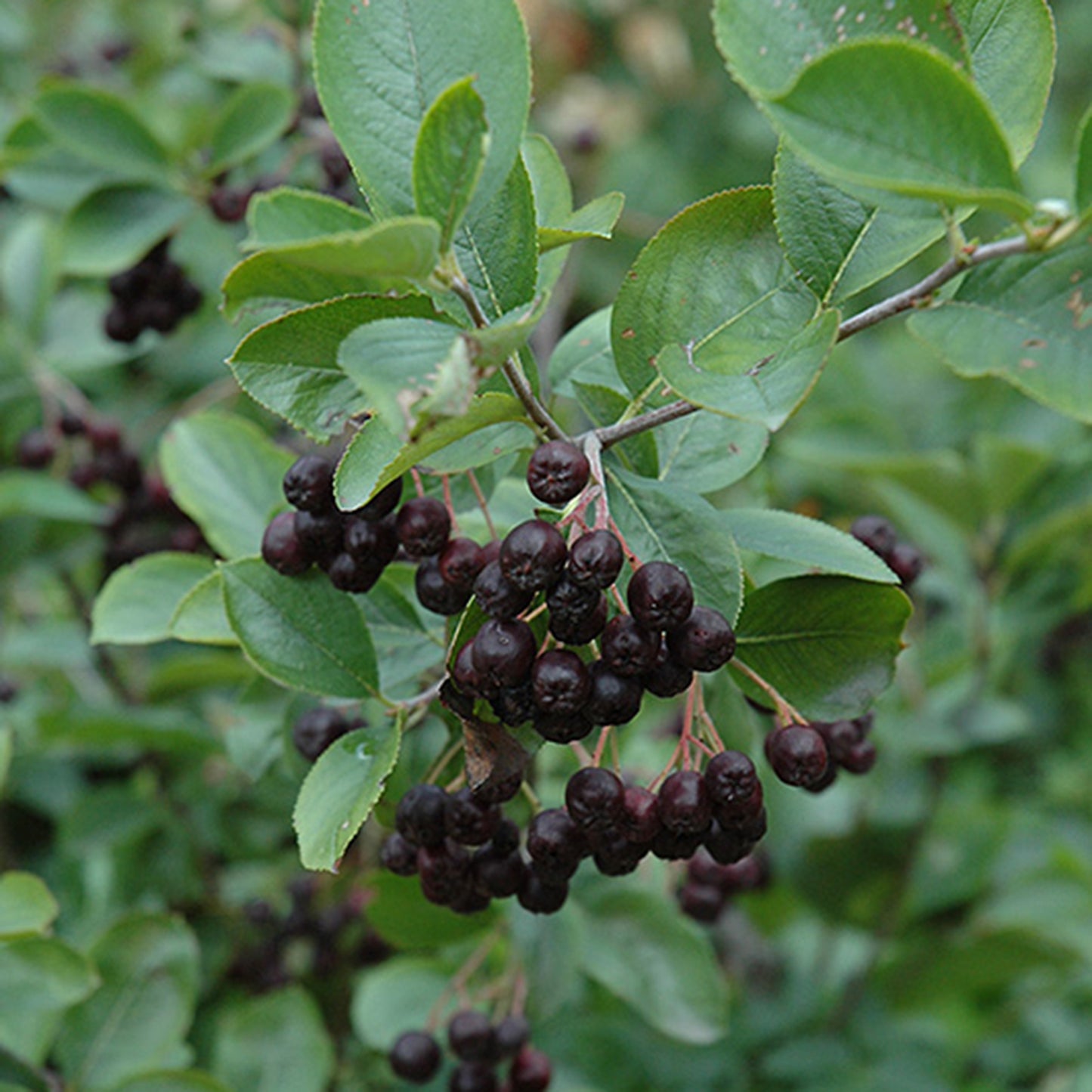 Black Chokeberry