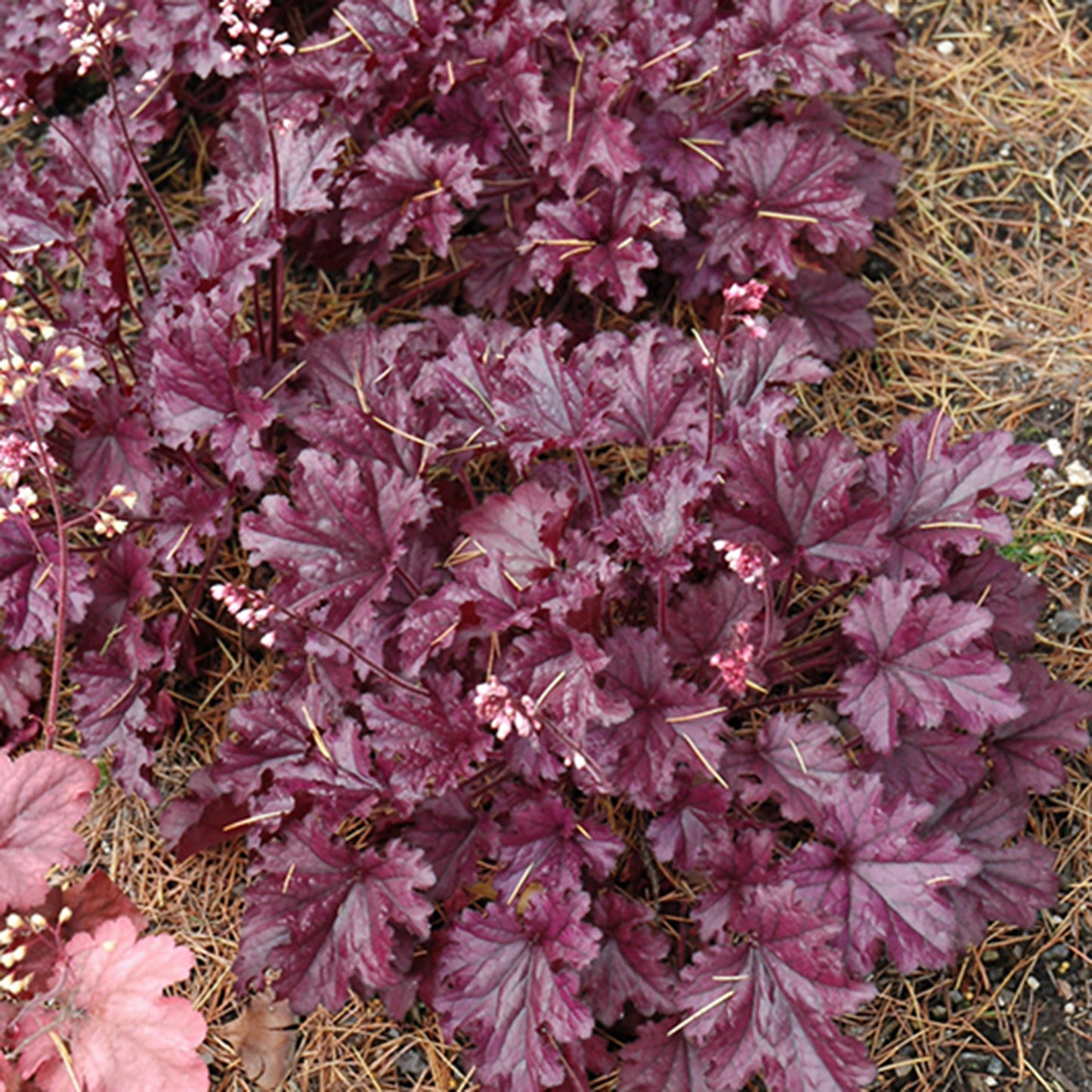 Forever Purple Coral Bells
