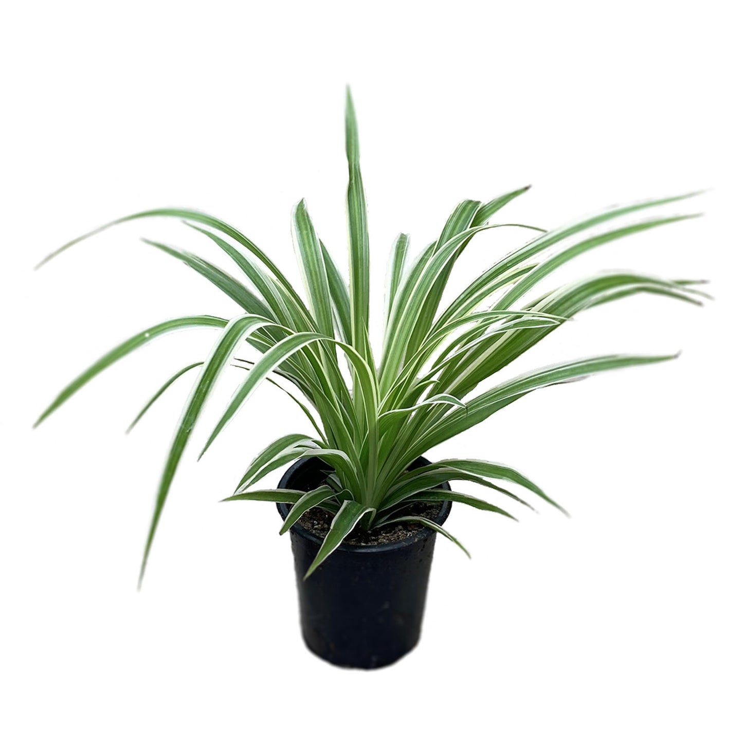 Spider Plant
