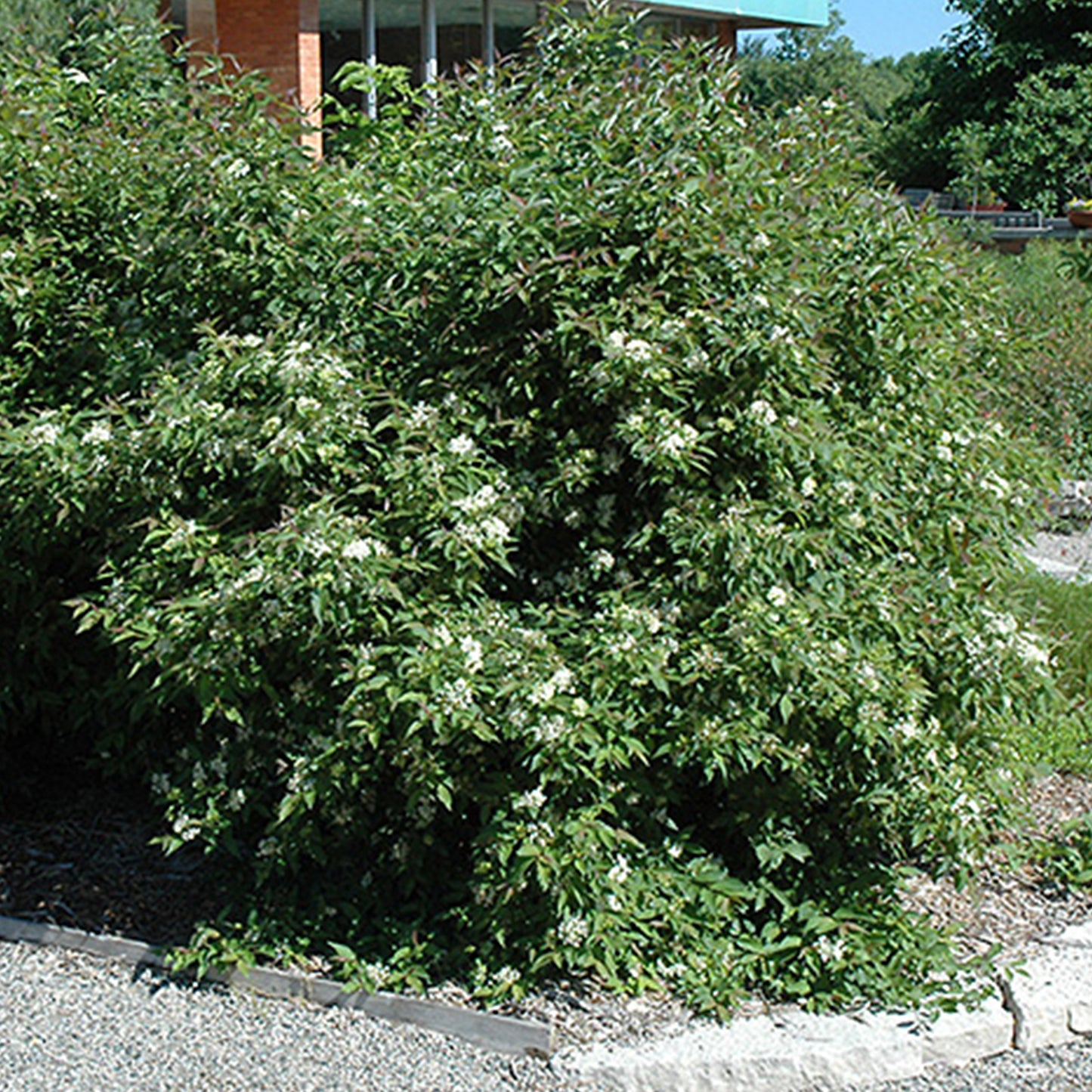 Gray Dogwood