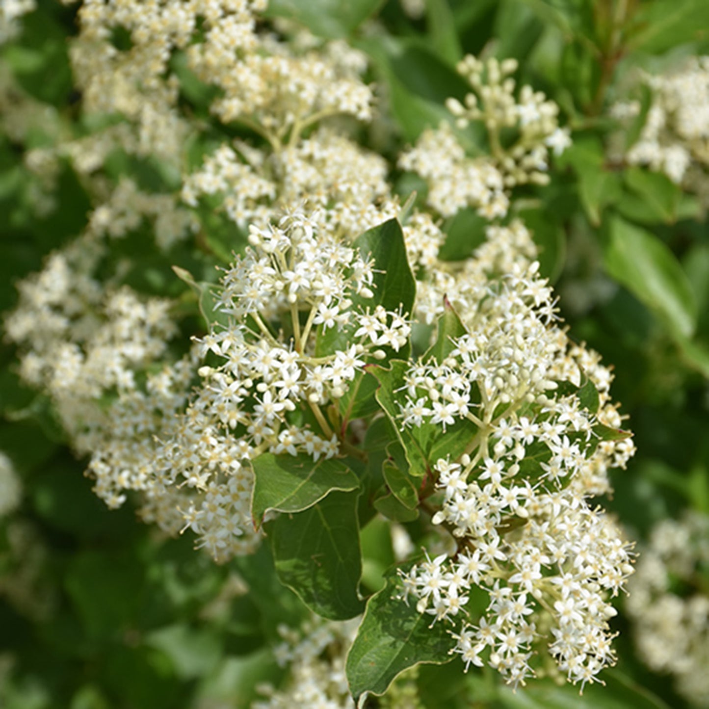Gray Dogwood