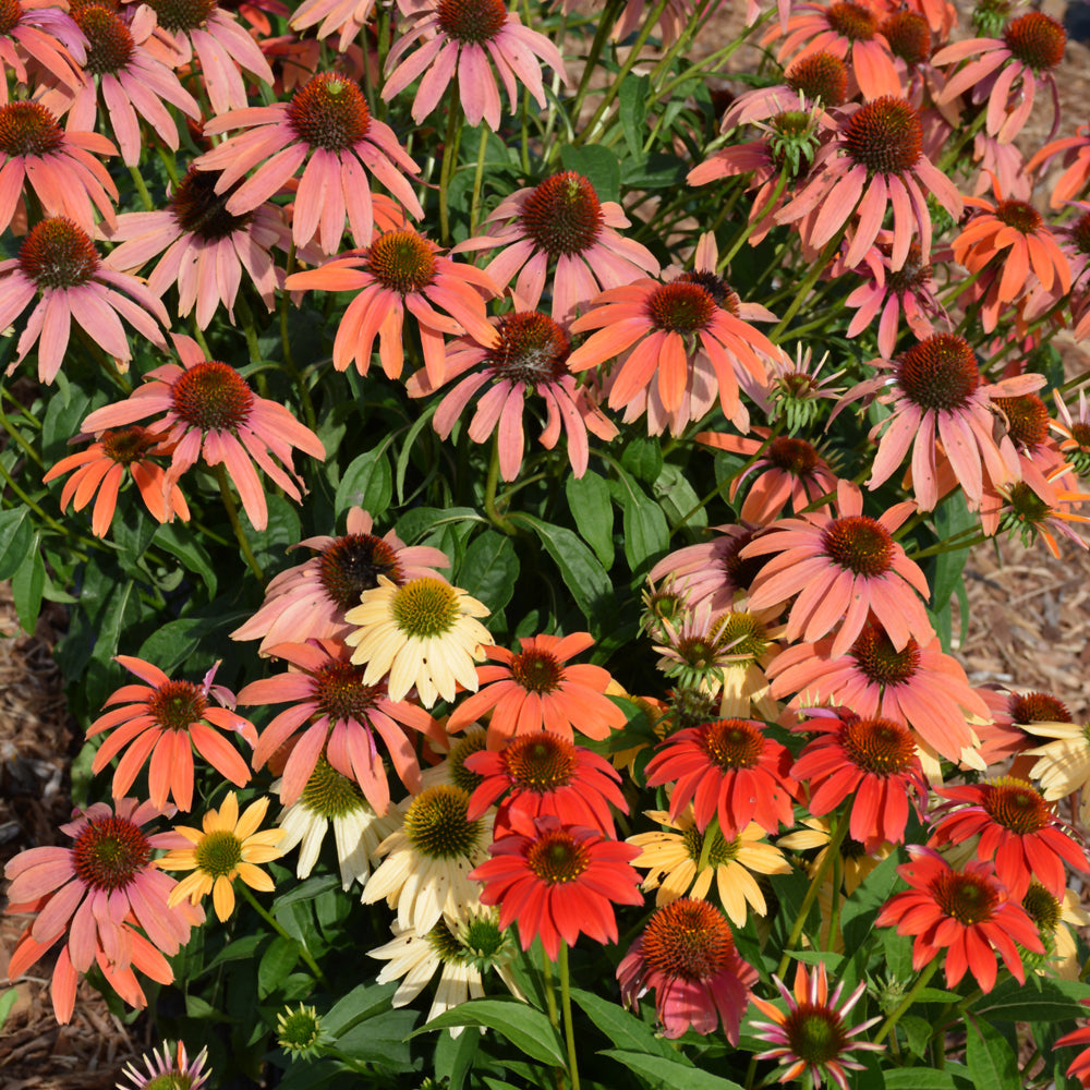 Cheyenne Spirit Coneflower