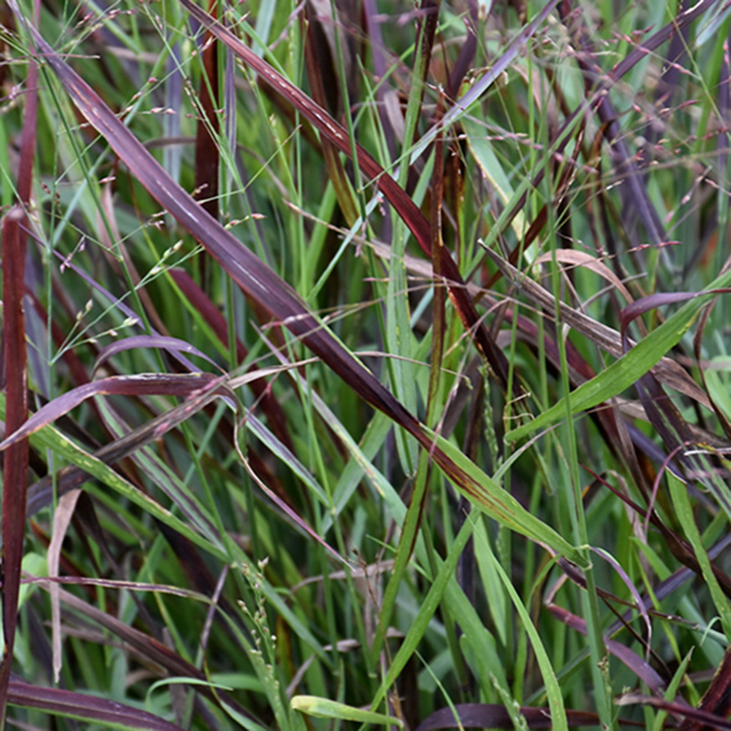Cheyenne Sky Switchgrass