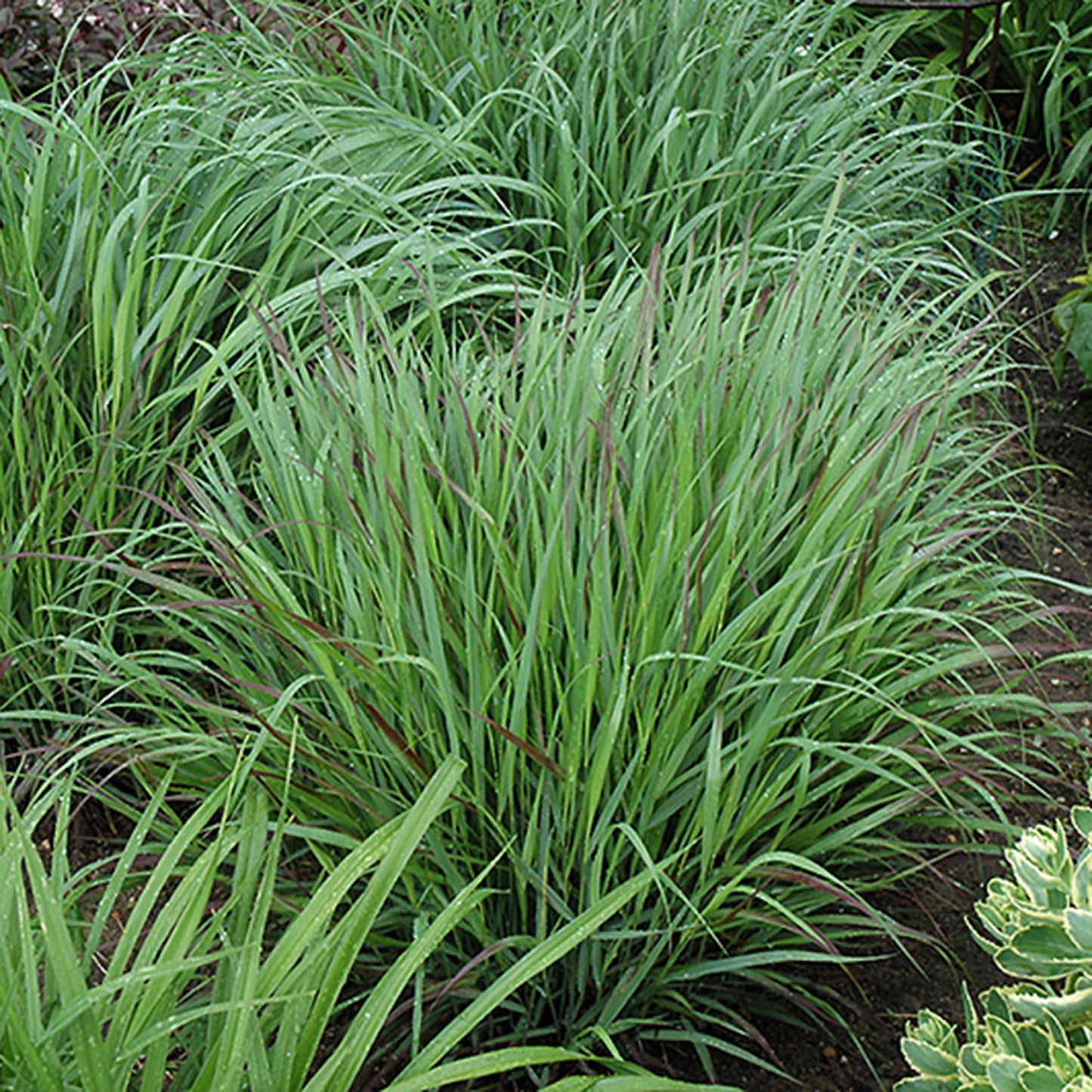 Cheyenne Sky Switchgrass