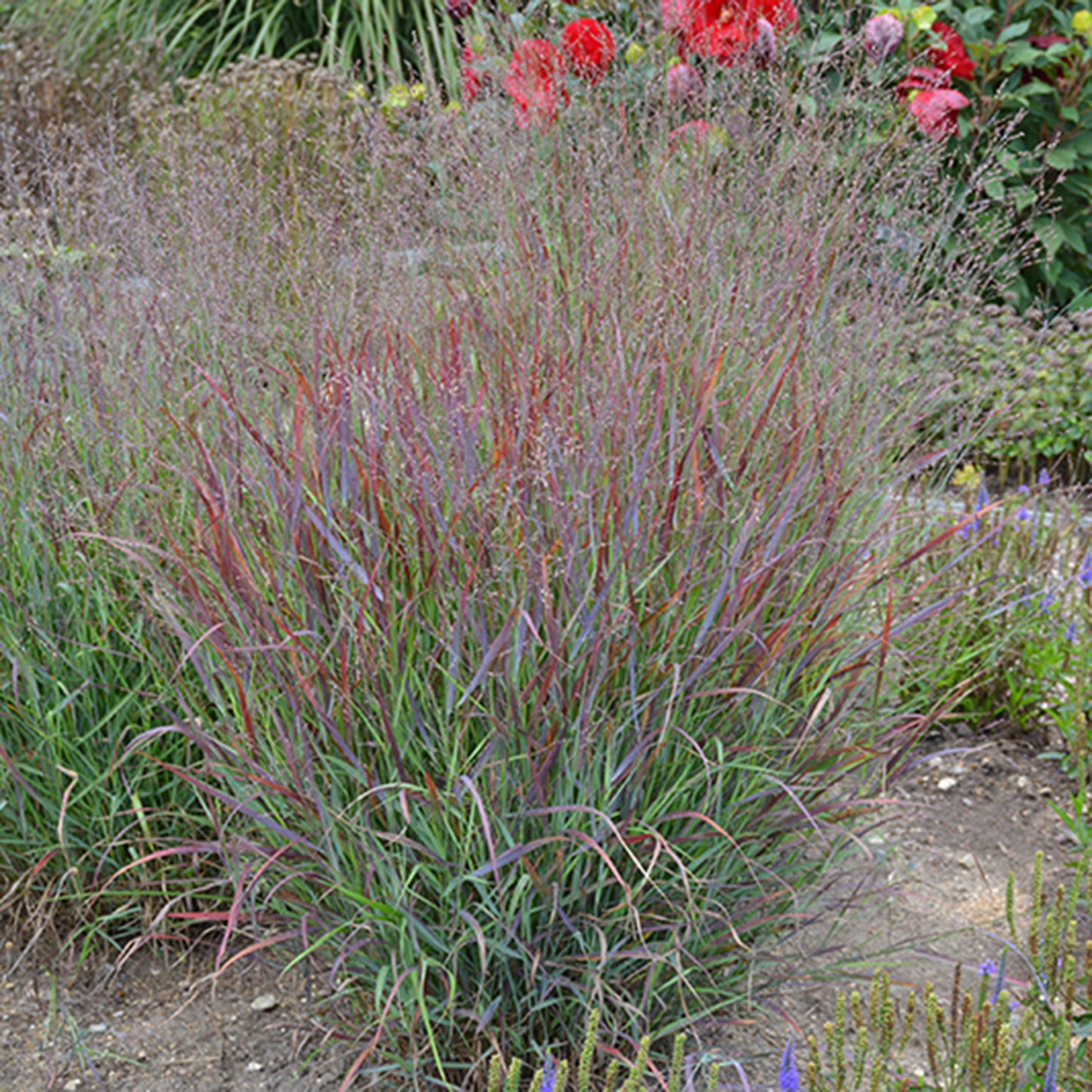 Cheyenne Sky Switchgrass
