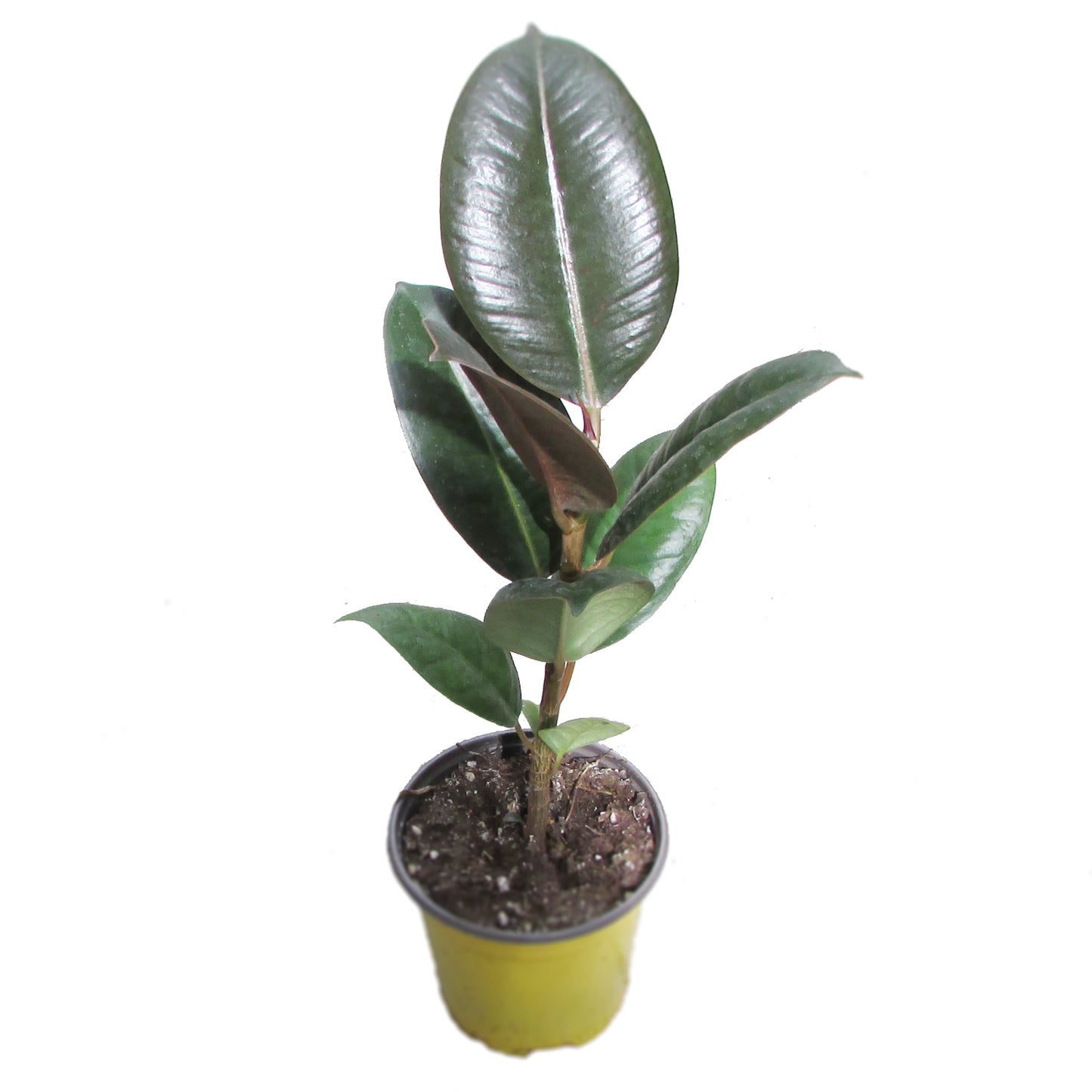 Burgundy Rubber Plant
