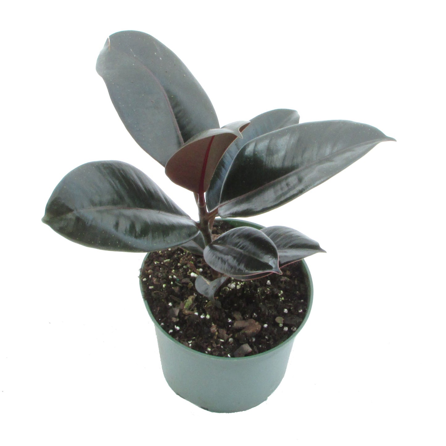 Burgundy Rubber Plant