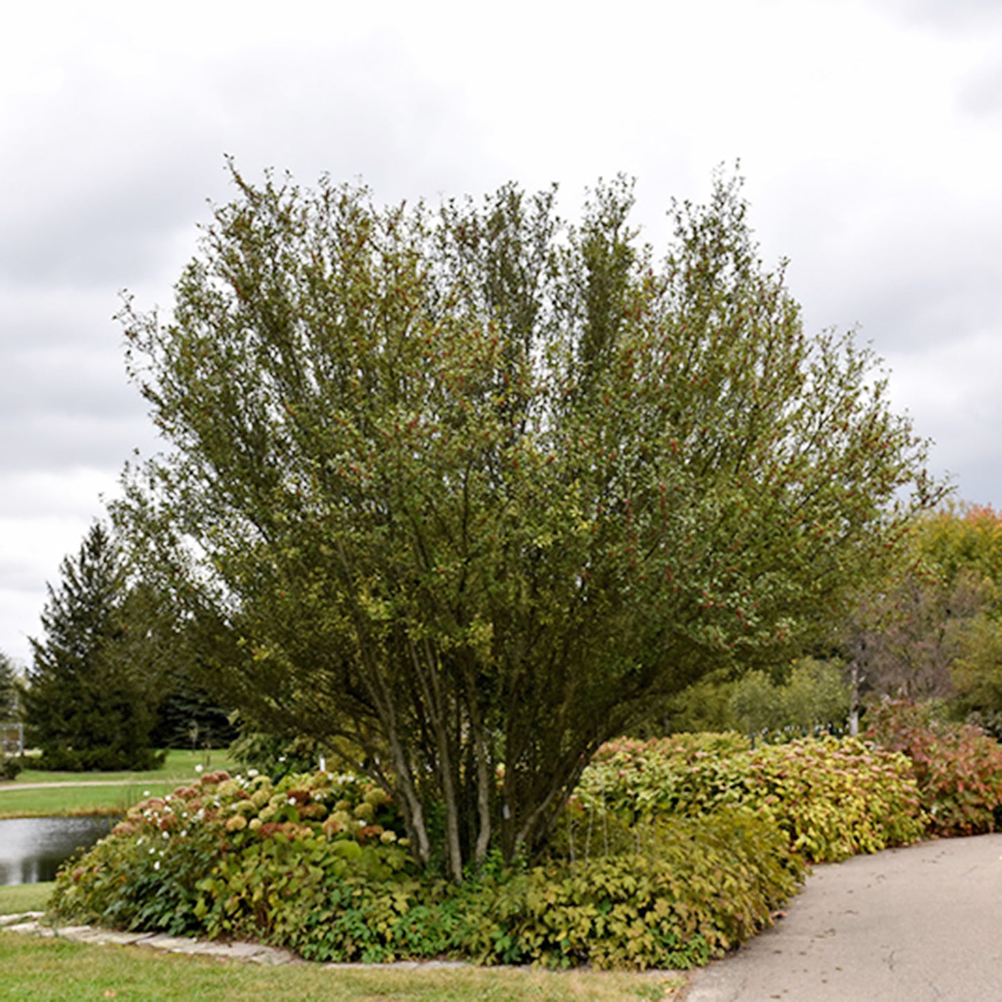 Winterberry Holly