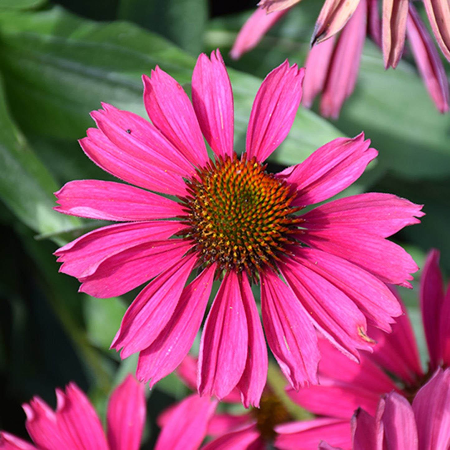 Kismet Raspberry Coneflower