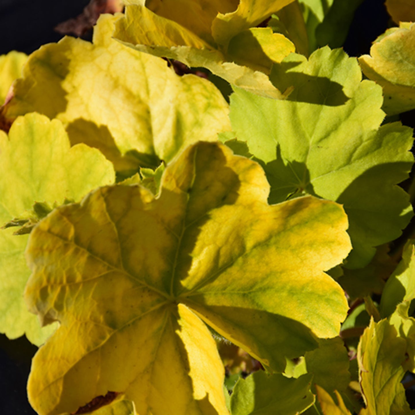 Northern Exposure Lime Coral Bells