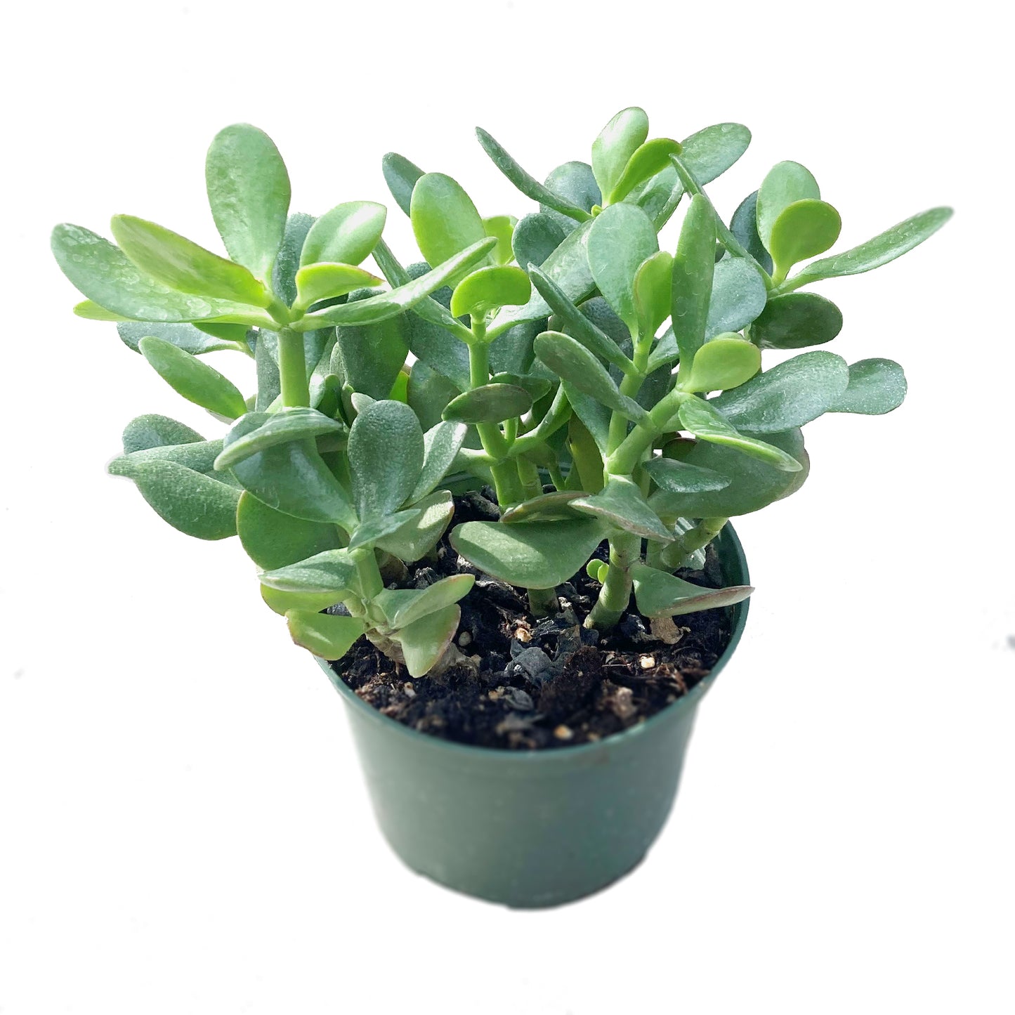 Jade