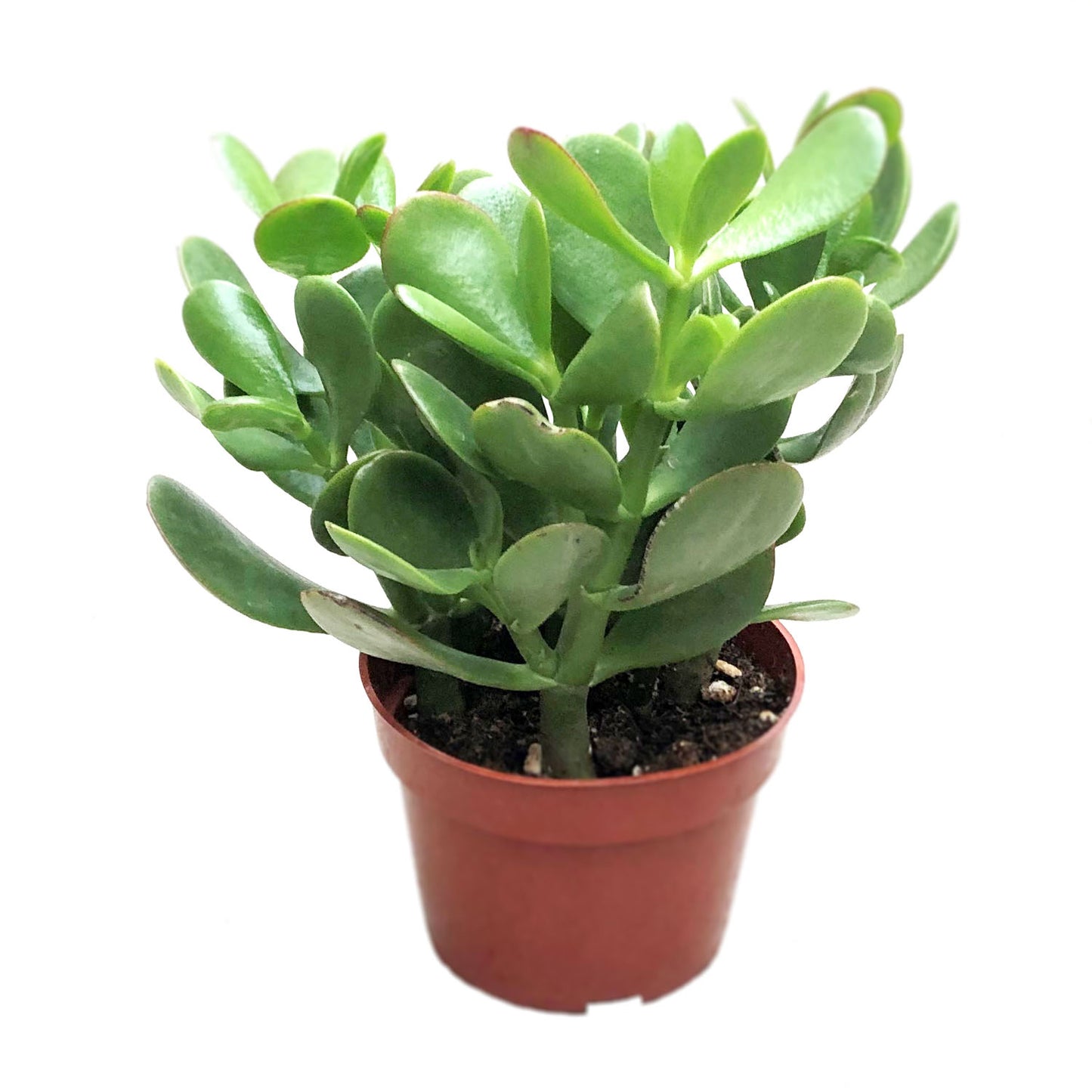 Jade