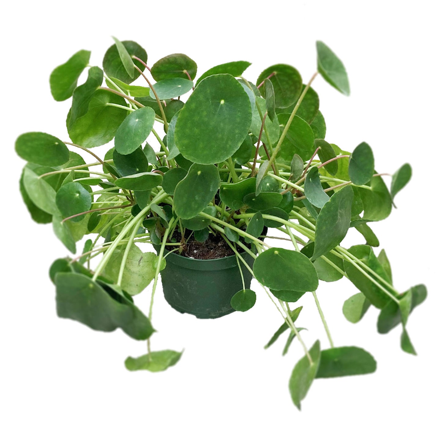 Pilea Peperomioides