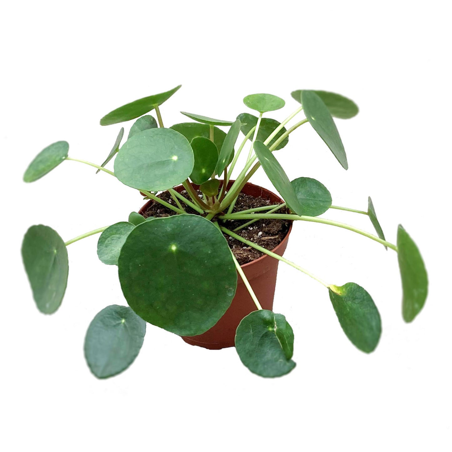 Pilea Peperomioides