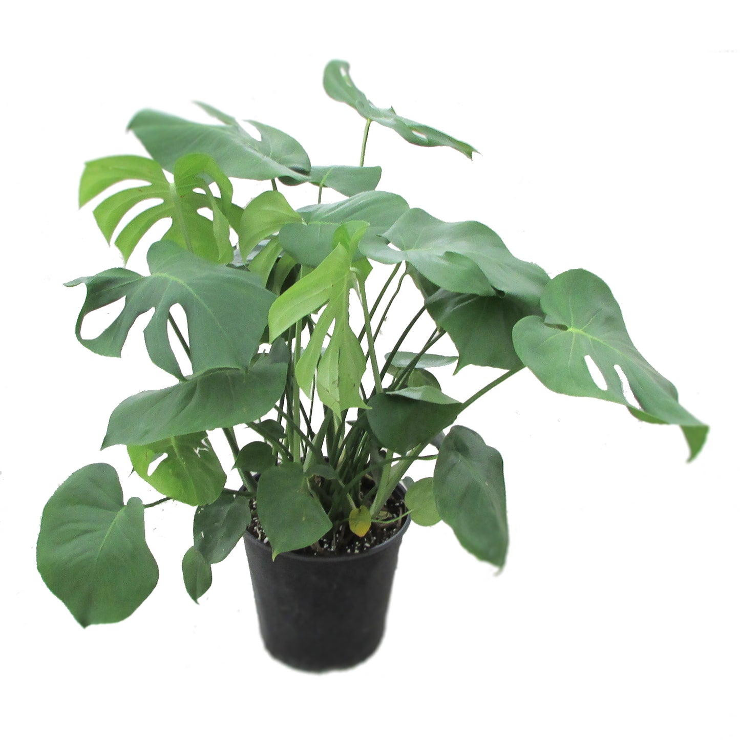 Monstera Deliciosa
