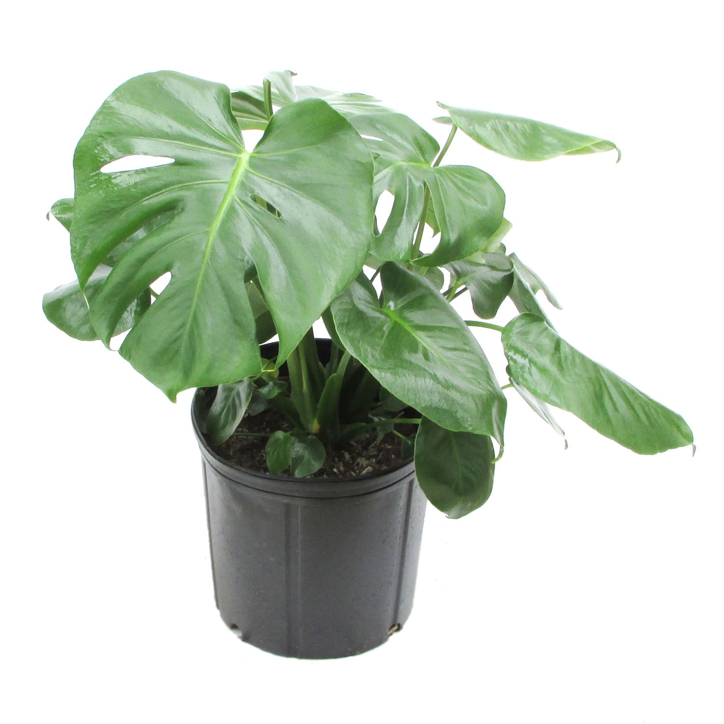 Monstera Deliciosa