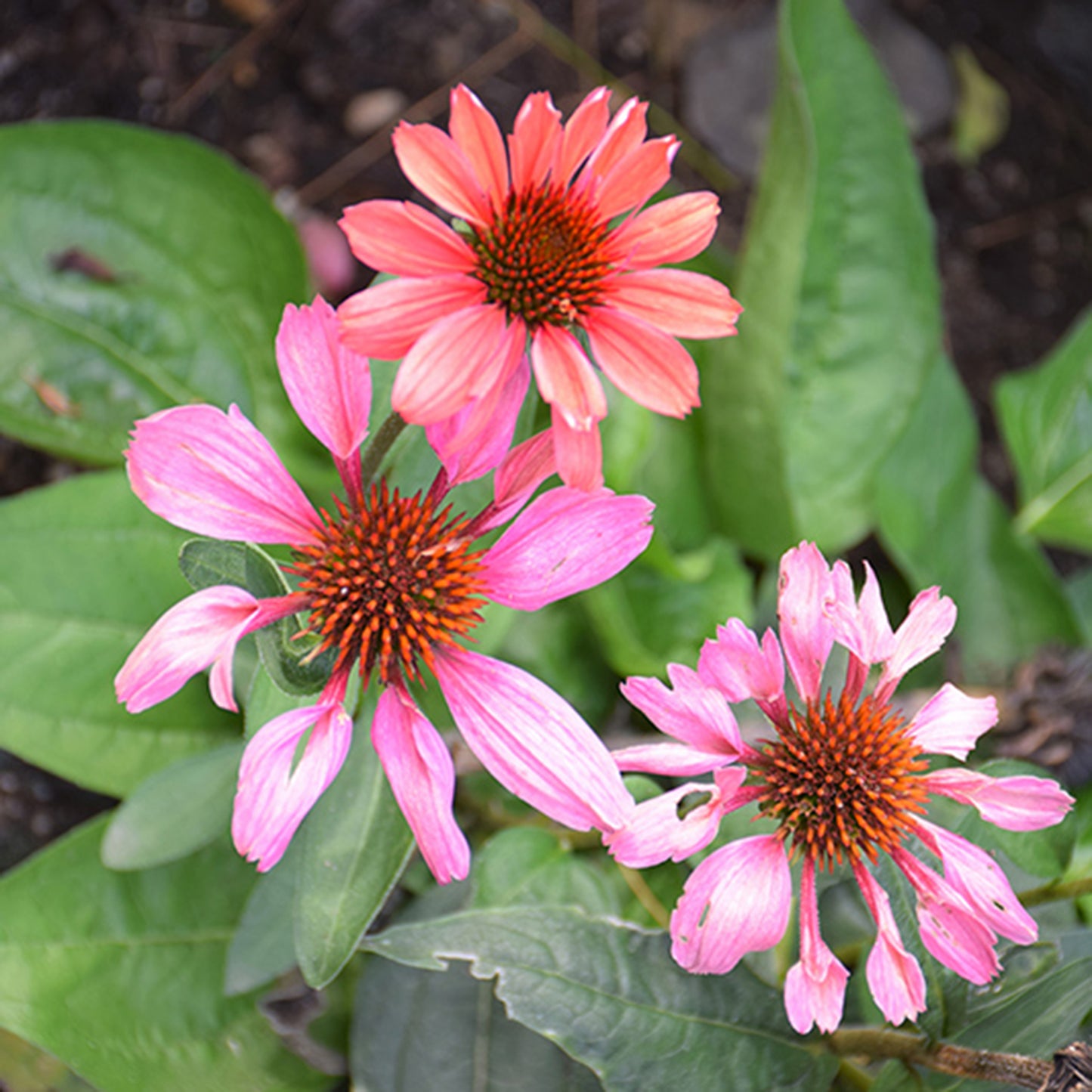 Coral Craze Coneflower
