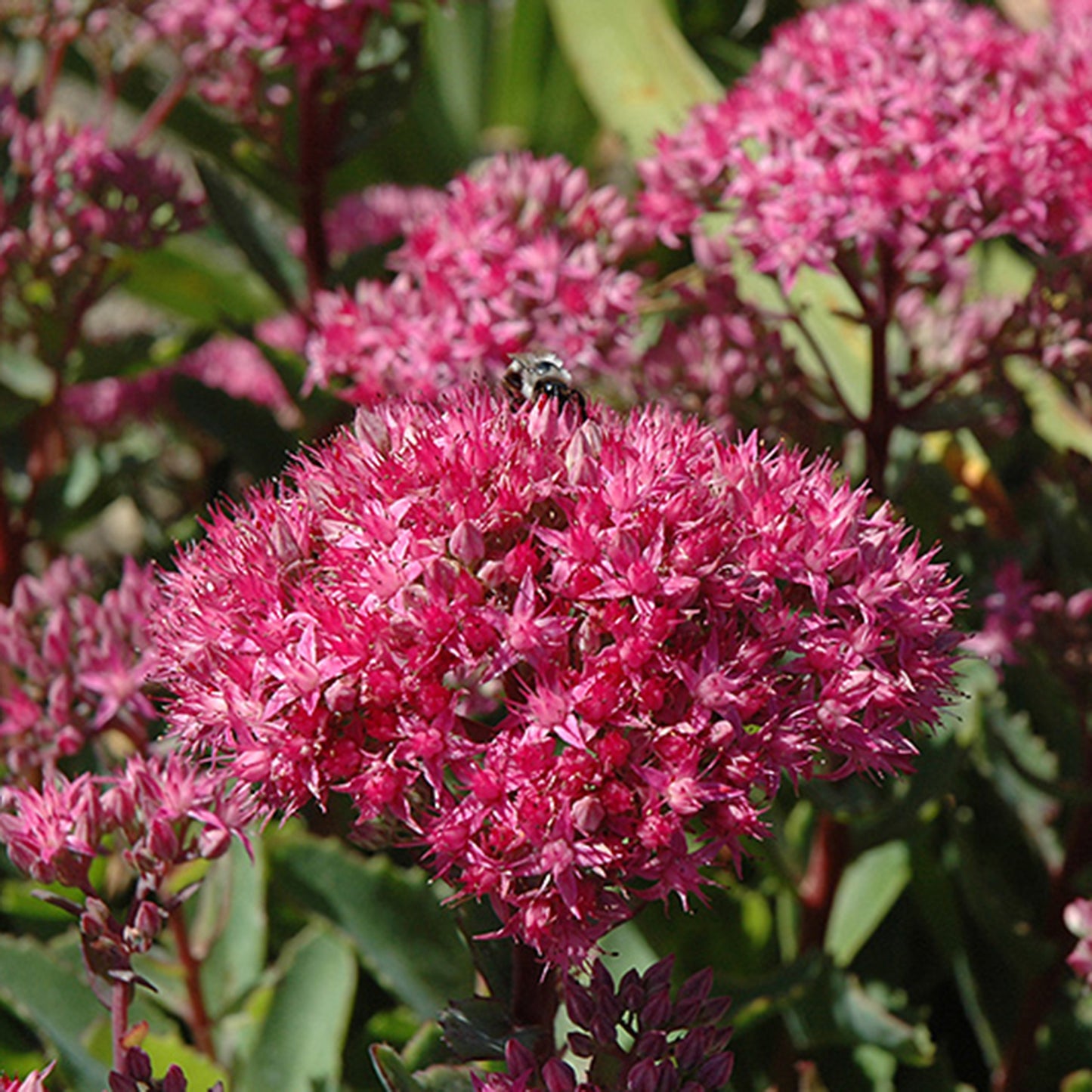 Carl Autumn Stonecrop