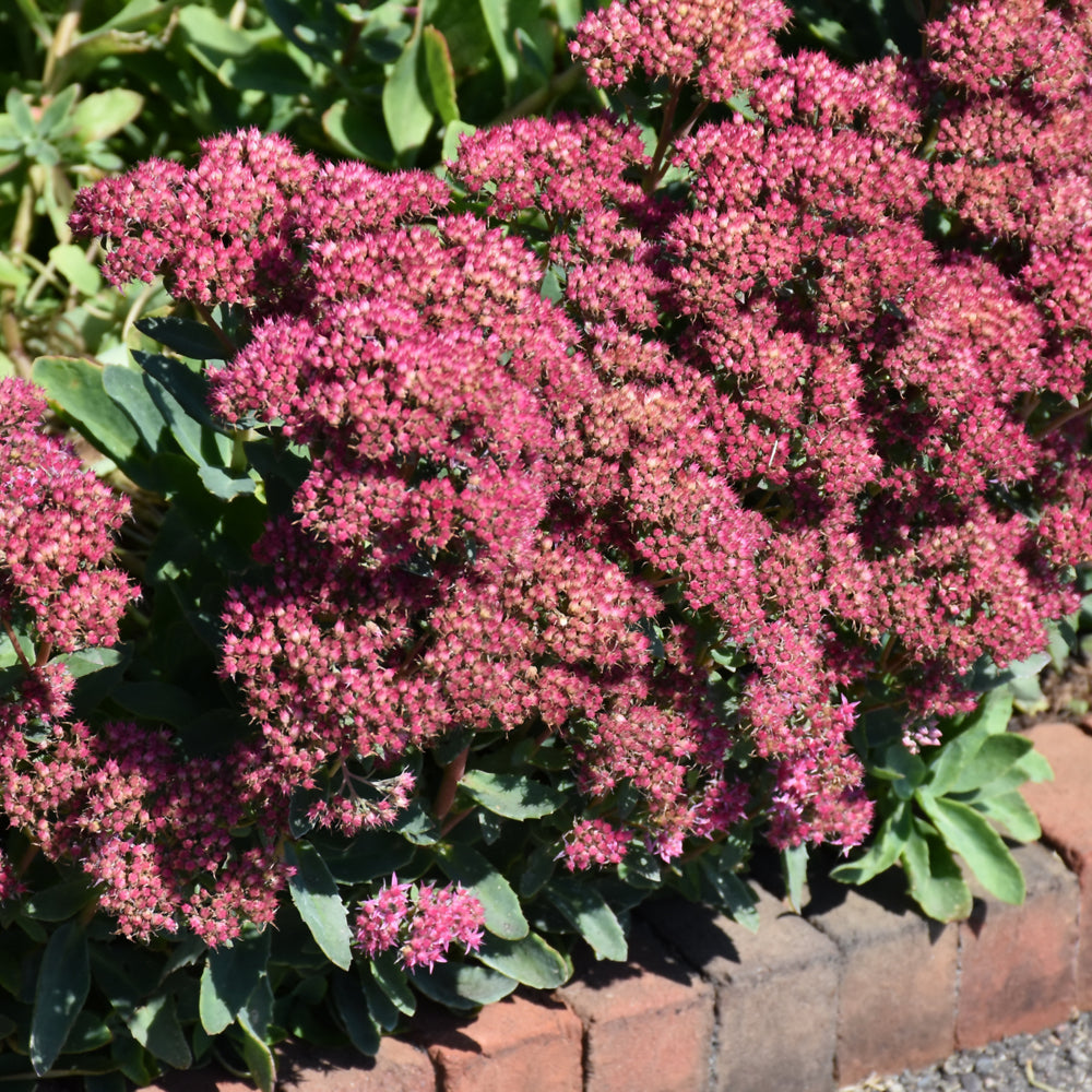 Carl Autumn Stonecrop