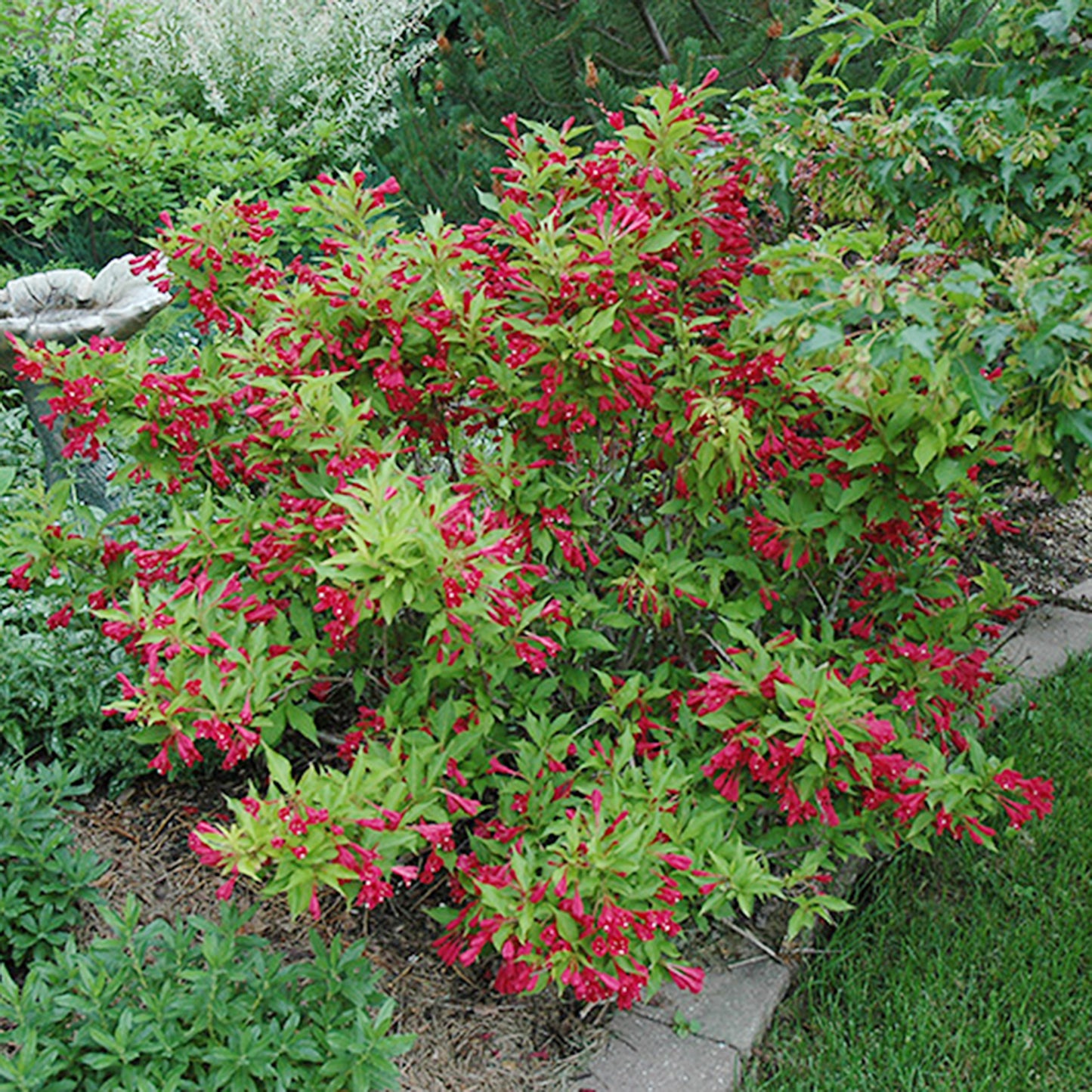 Red Prince Weigela