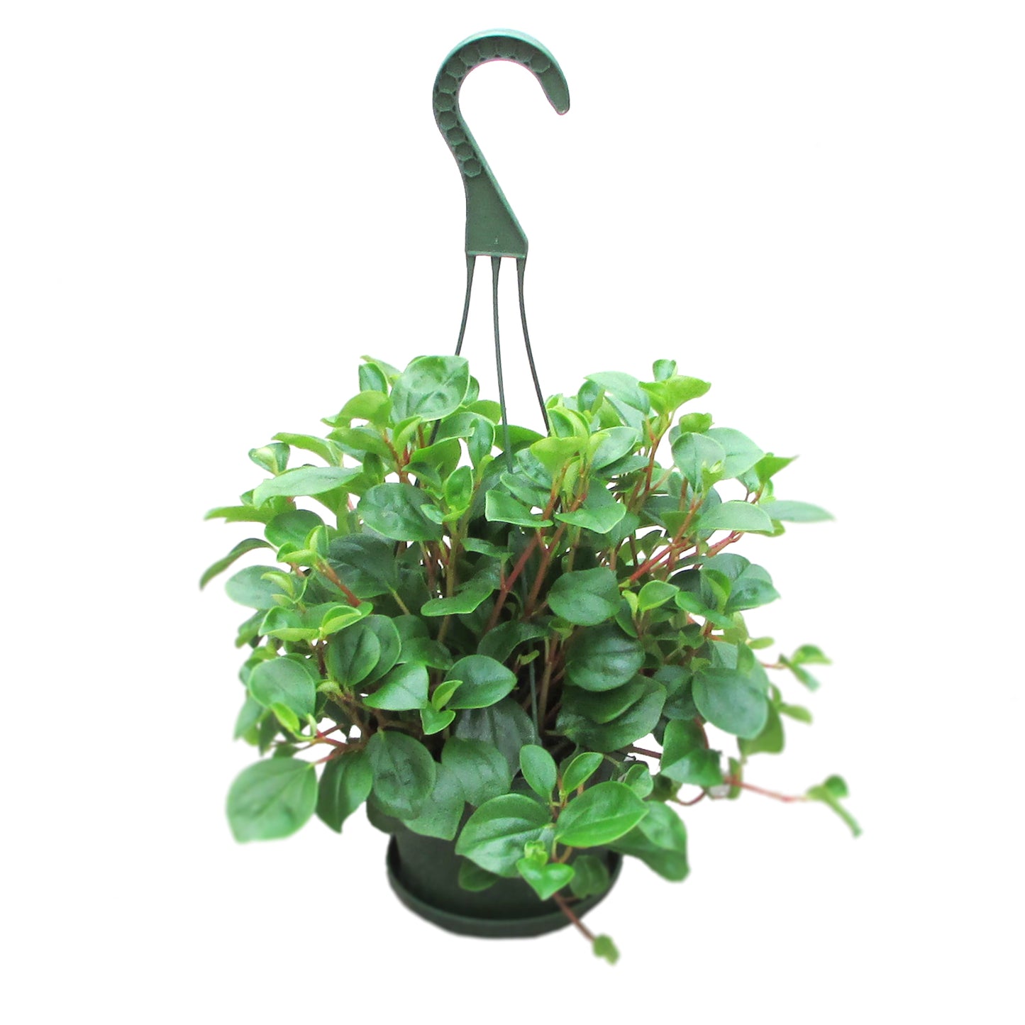 Peperomia Obtusifolia