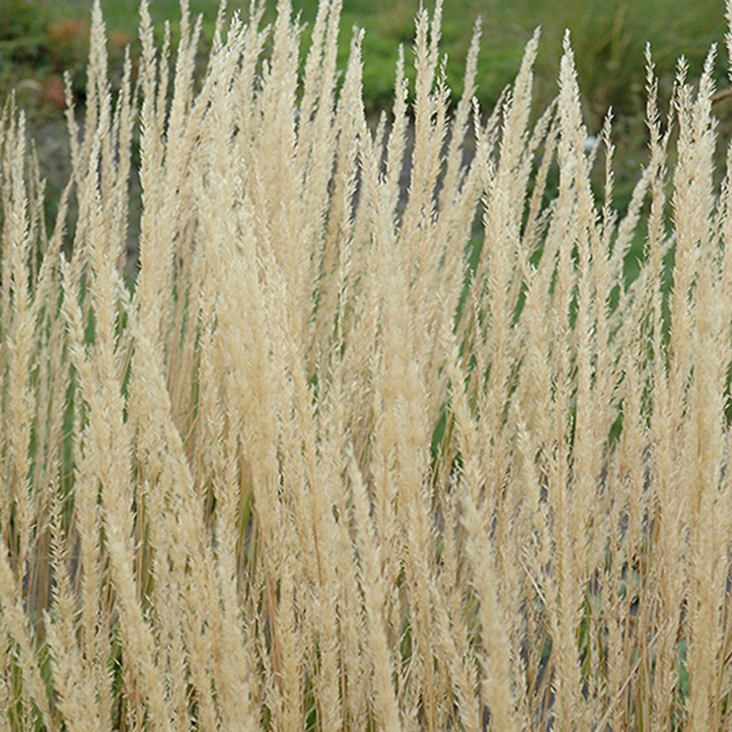 Foerster's Feather Reed Grass