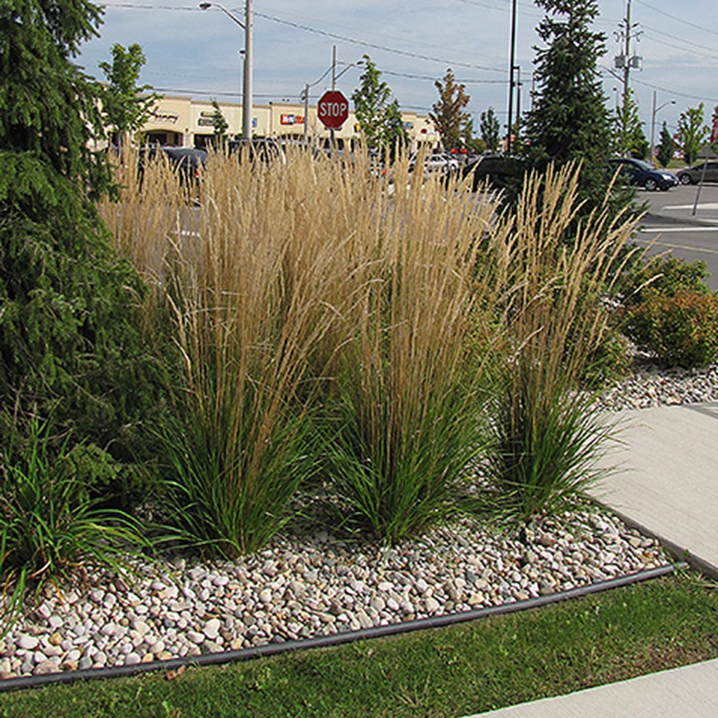 Foerster's Feather Reed Grass