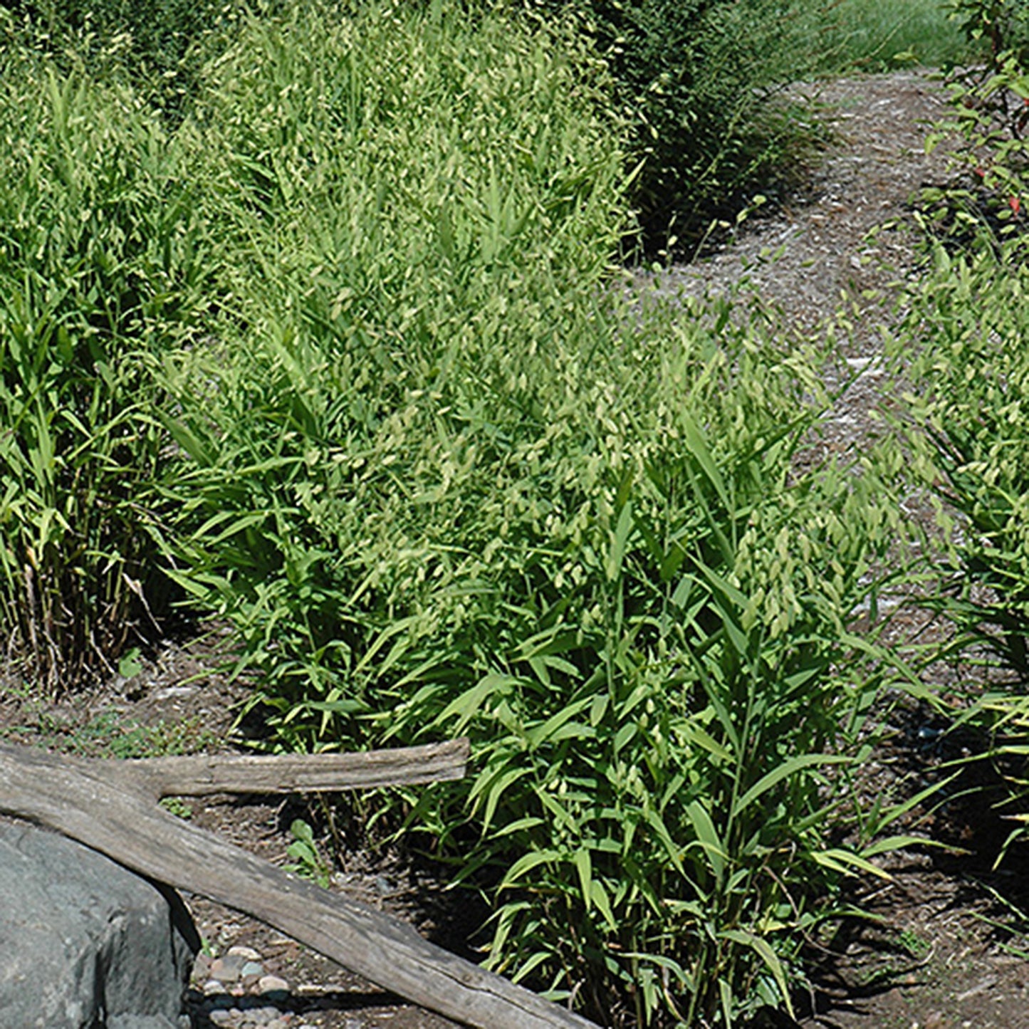 Northern Sea Oats