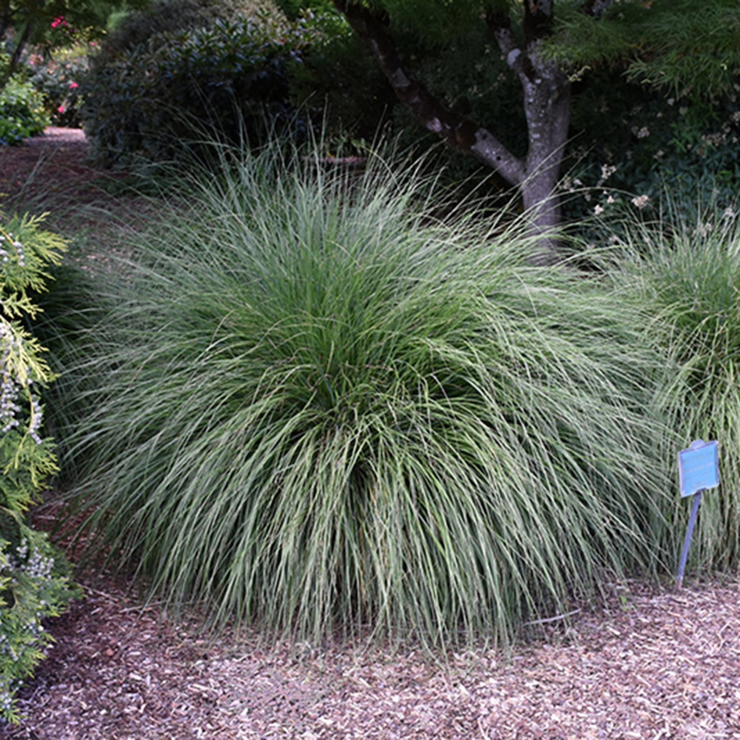 Hamlen Dwarf Fountain Grass