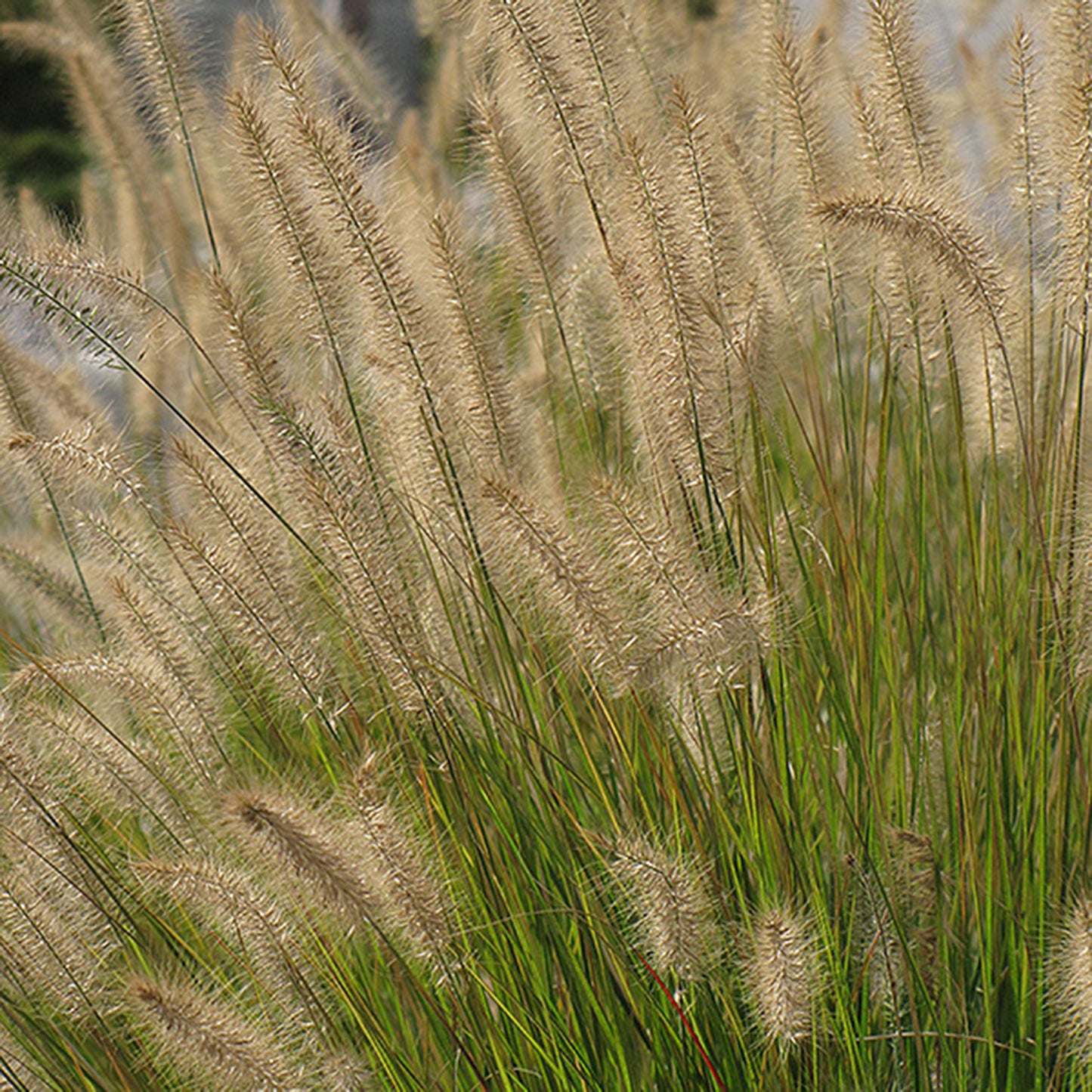 Hamlen Dwarf Fountain Grass
