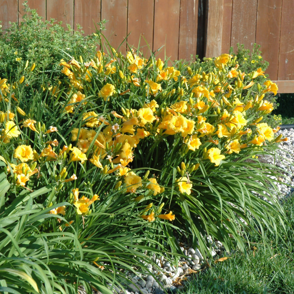 Stella D'oro Daylily