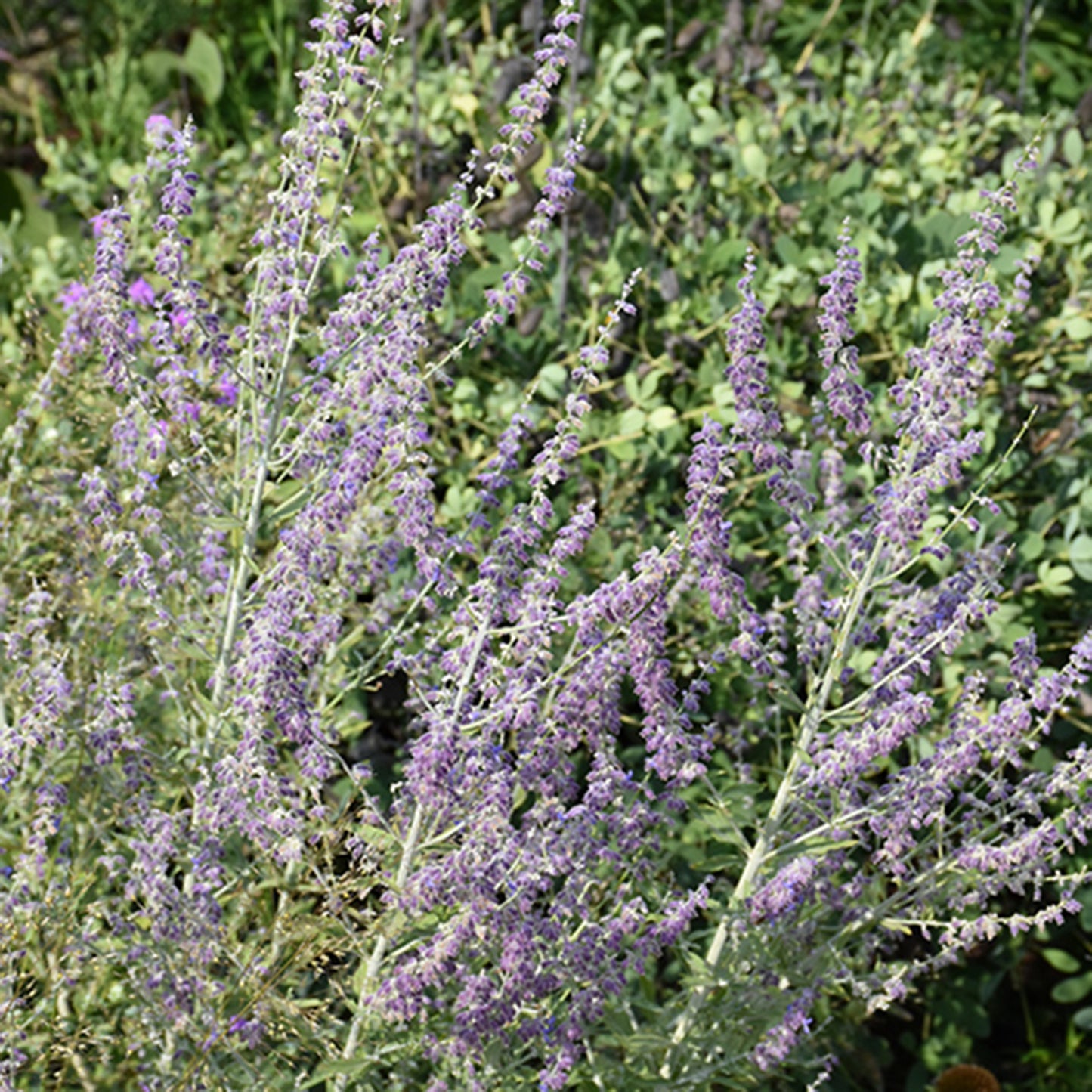 Russian Sage