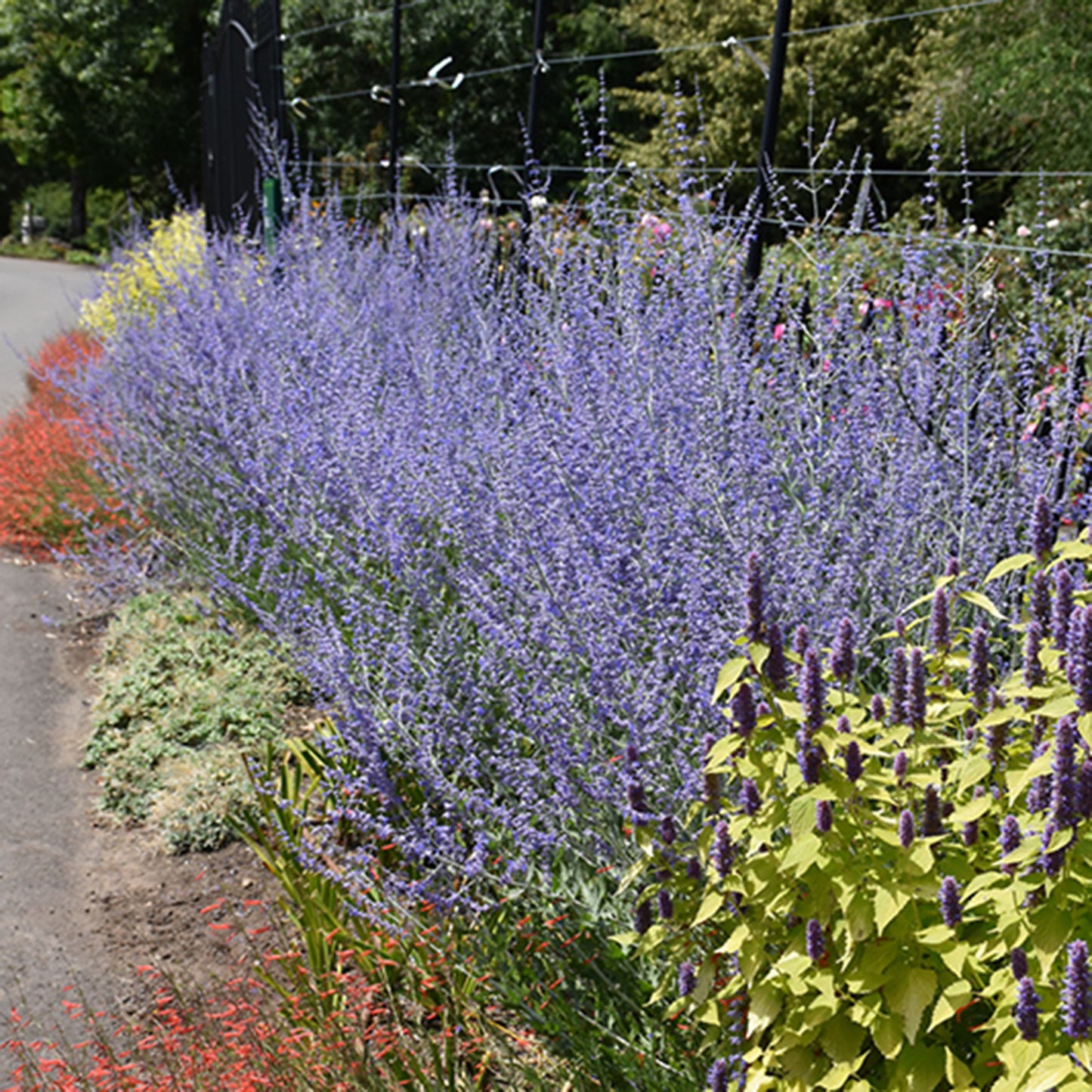 Russian Sage