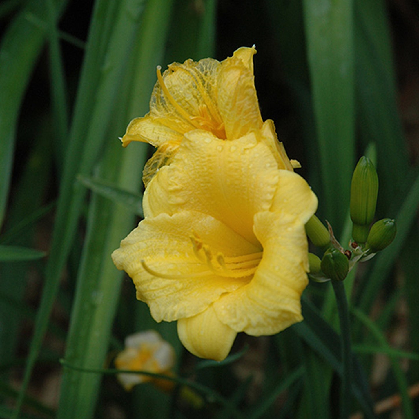 Mini Stella D'oro Daylily