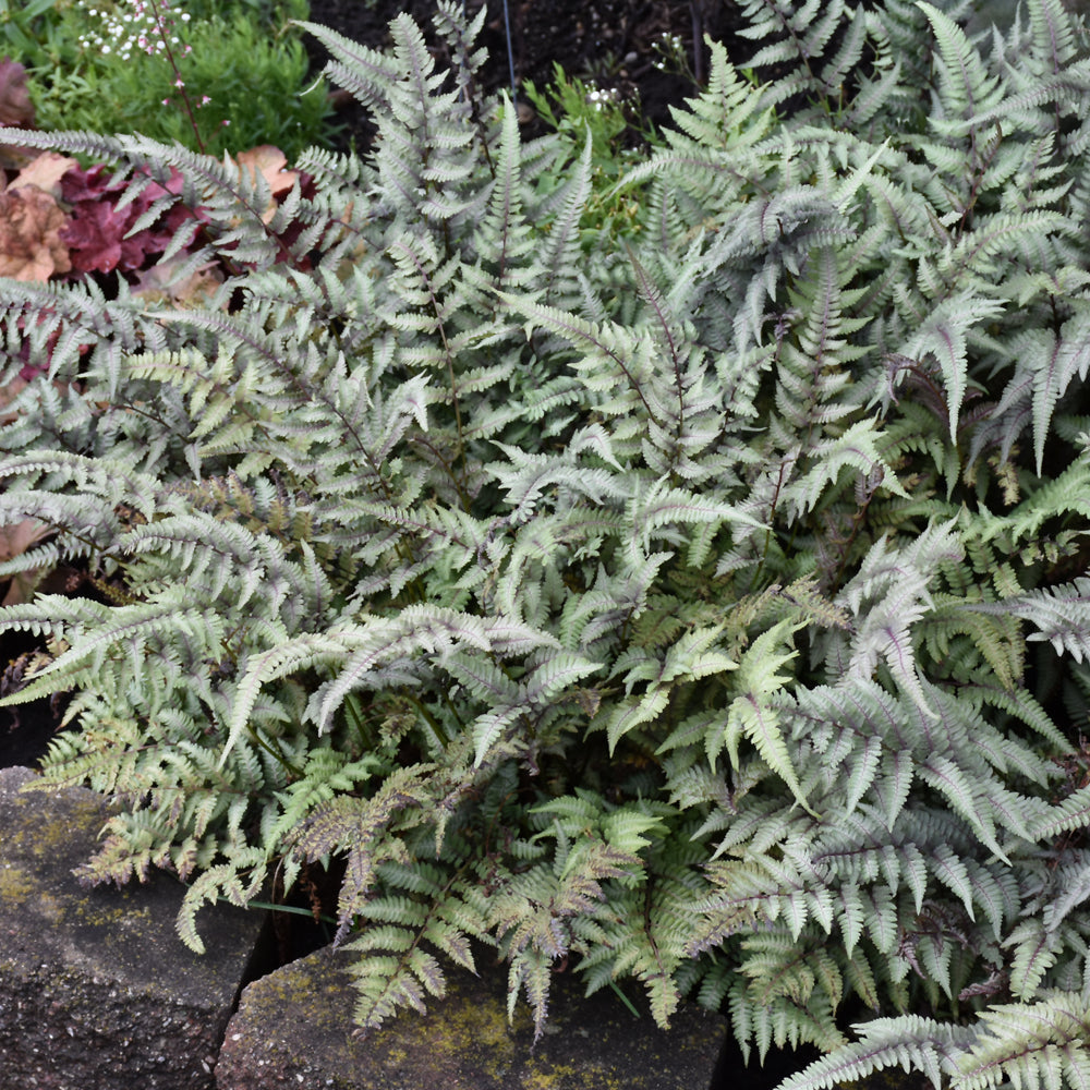 Japanese Painted Fern