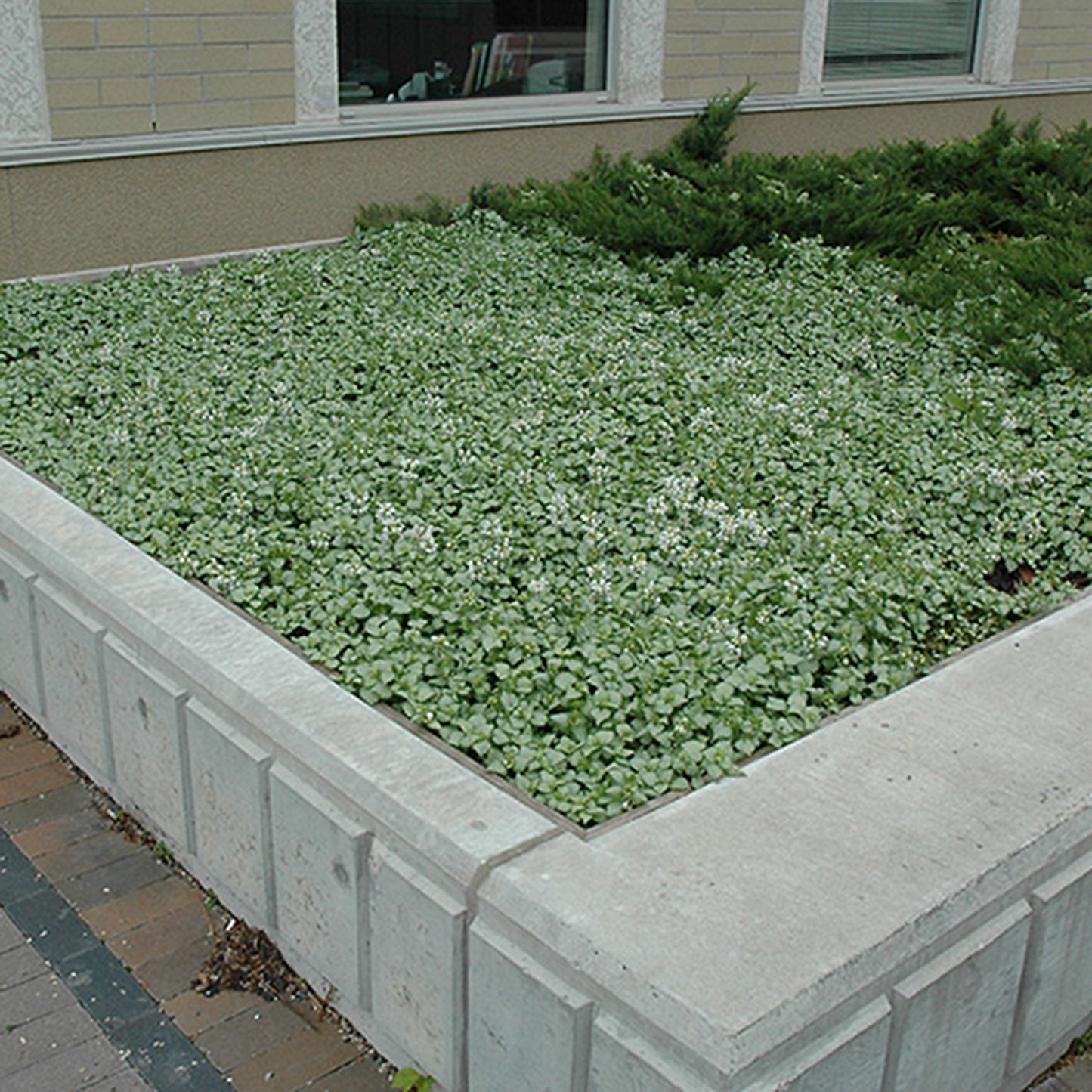 White Nancy Creeping Lamium