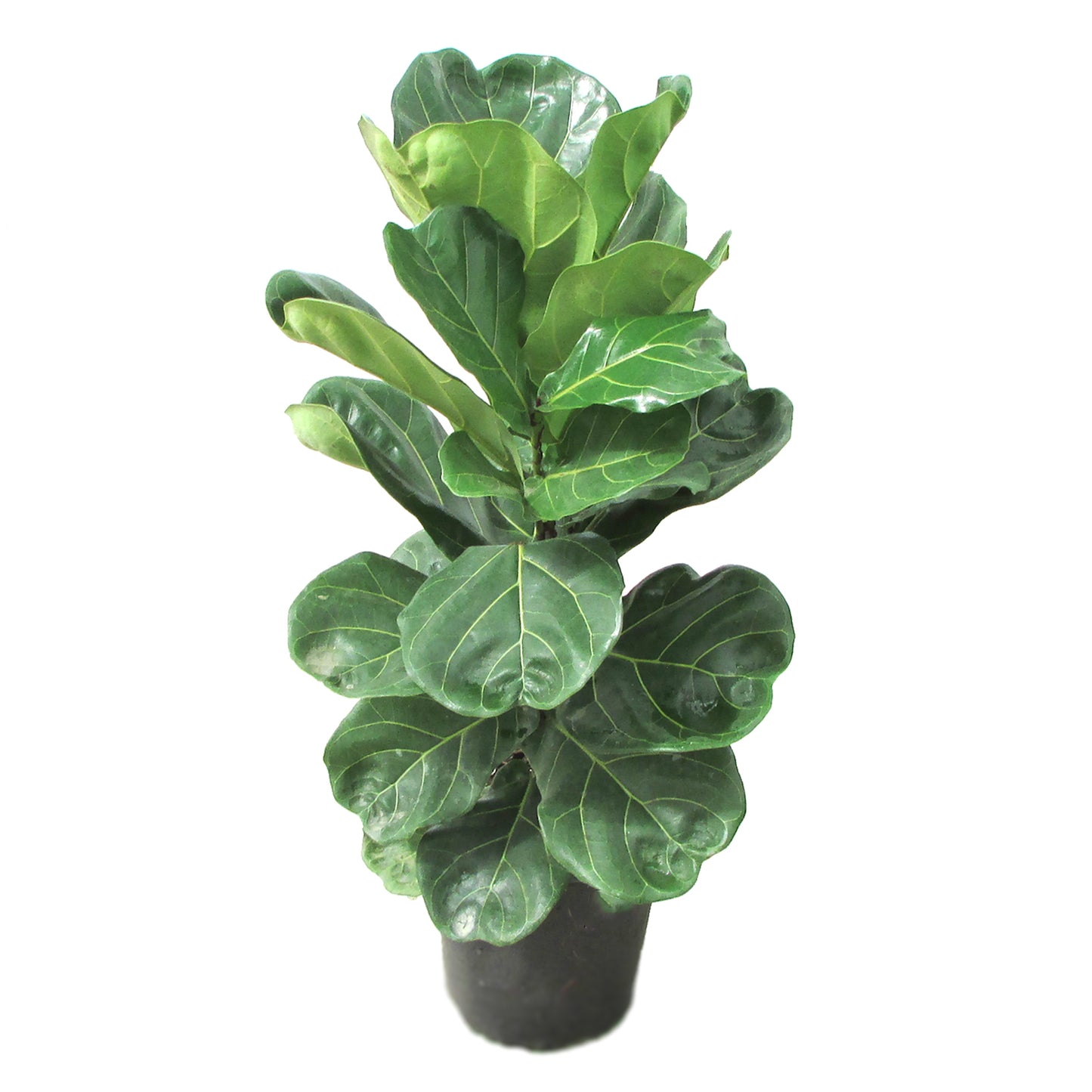 Fiddle-Leaf Fig Bush