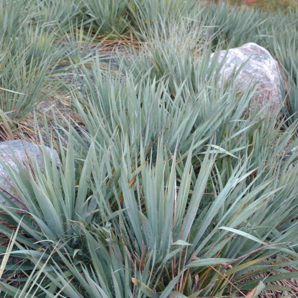 Adam's Needle Yucca