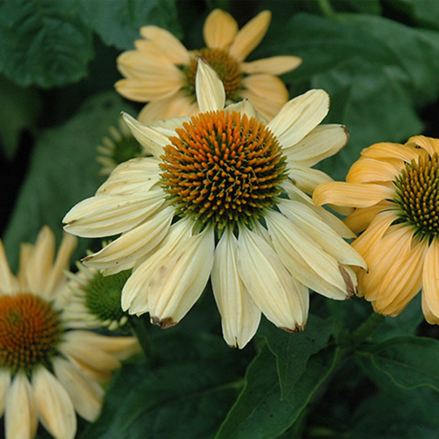 Aloha Coneflower