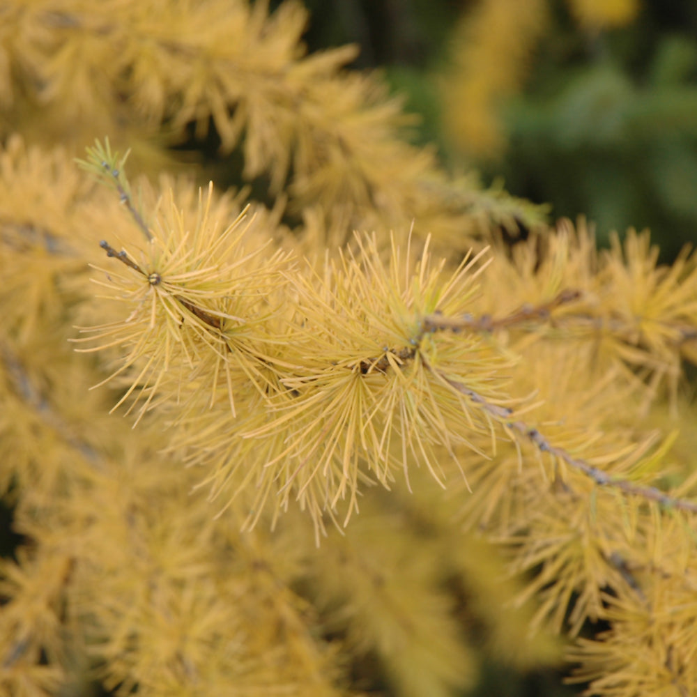 American Larch