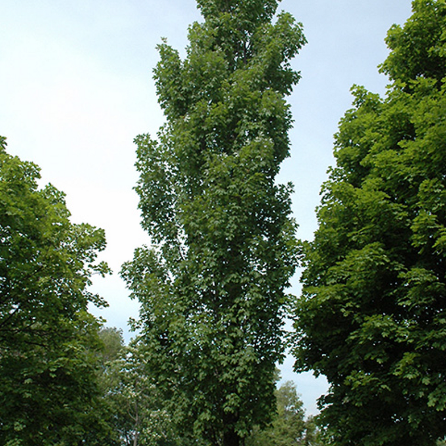 Armstrong Red Maple