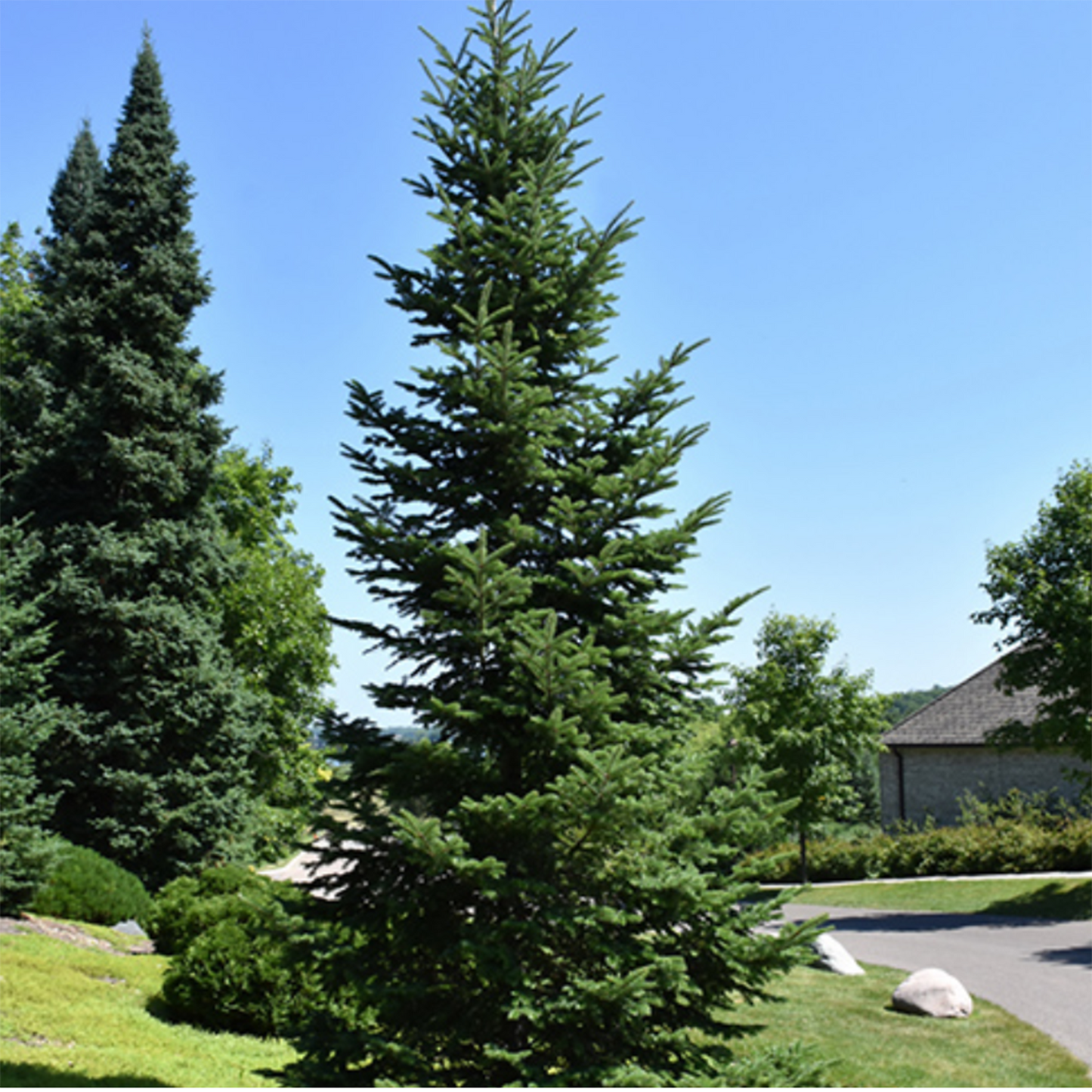 Balsam Fir