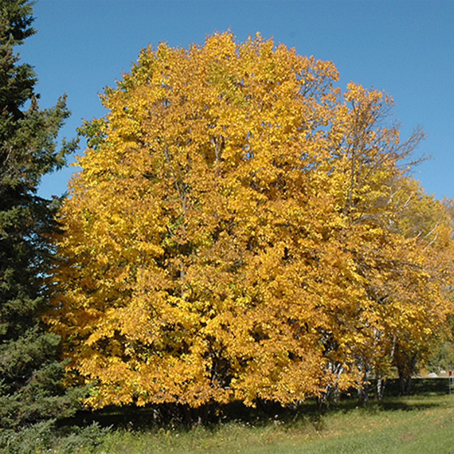 Basswood