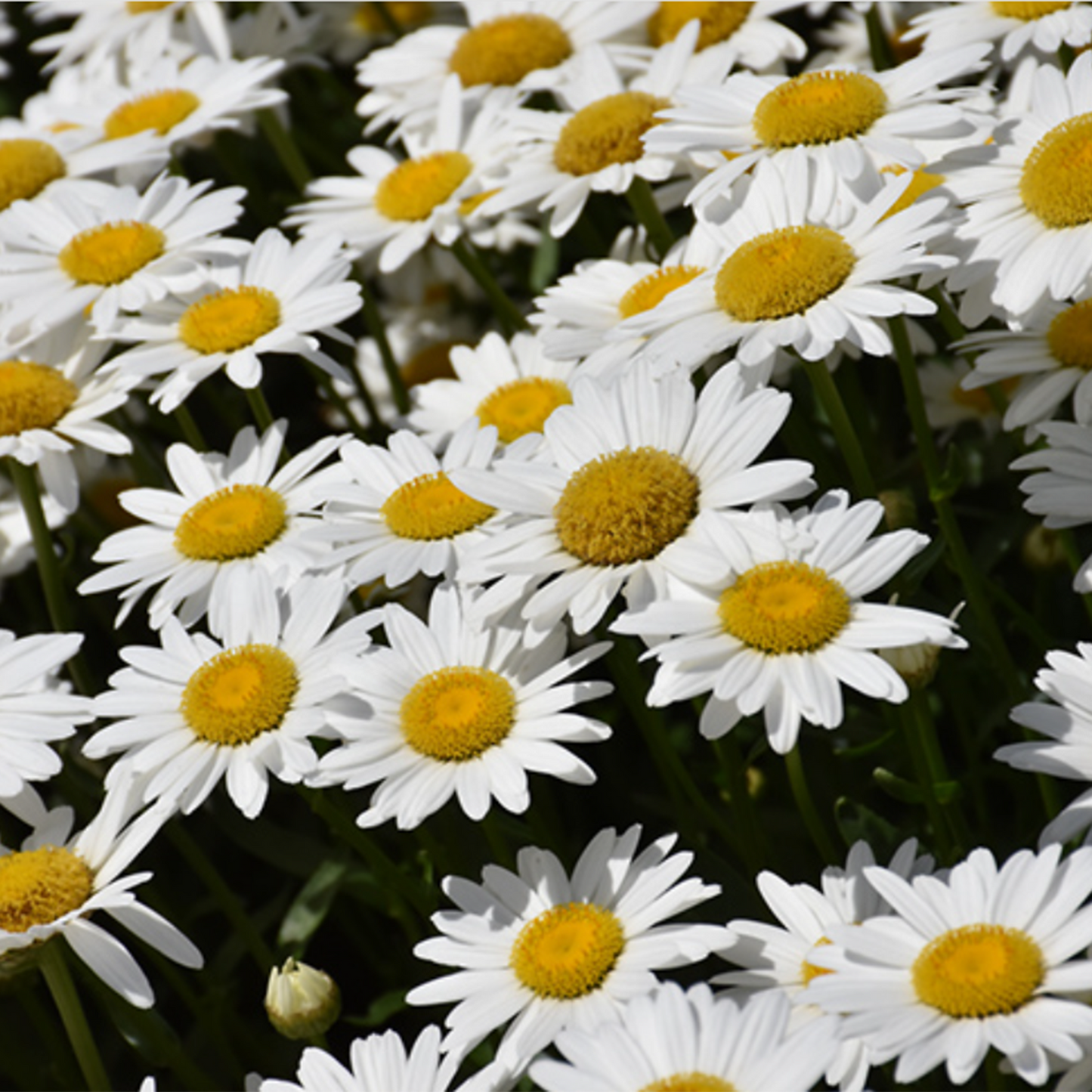 Becky Shasta Daisy